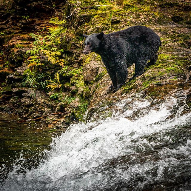 Mama bear on the hunt for salmon. #bcparks #sonya9 #sony100400gm #stampriver