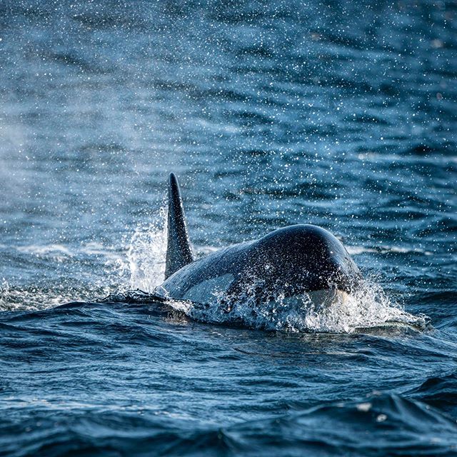 An abundance of sea life in the Broughton Archipelago Marine Park today. A resident orca, a sea lion defending is freshly caught salmon from an onslaught of hungry seagulls and few steller sea lions do&rsquo;n what they do best. #farewellharbour #son