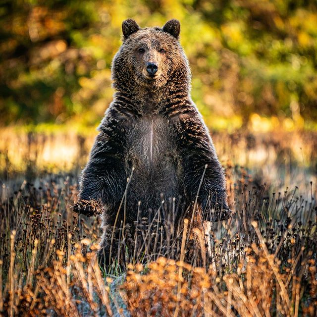 You looking at me? Subadult grizzly bear Kelsey Bay. #hellobc #explorebc #sonya9 #sony100400gm #sonyalpha #farewellharbour