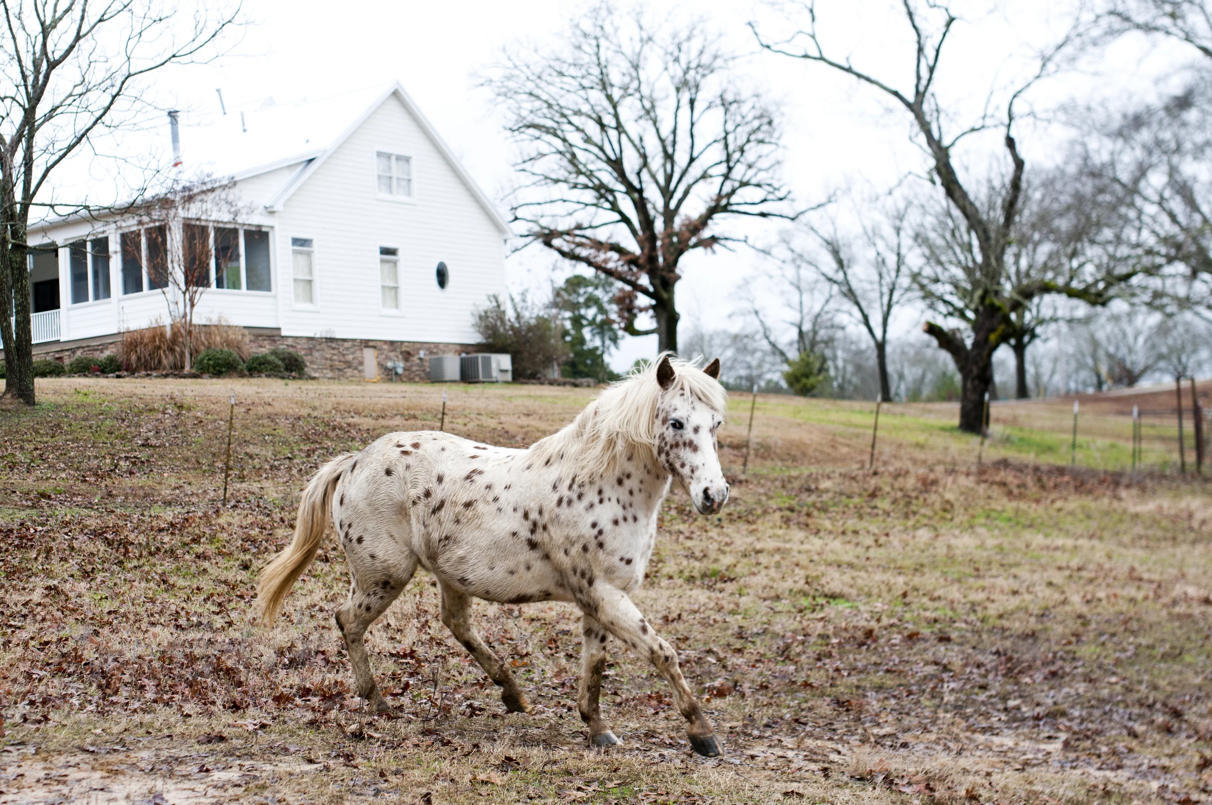 horse.jpg