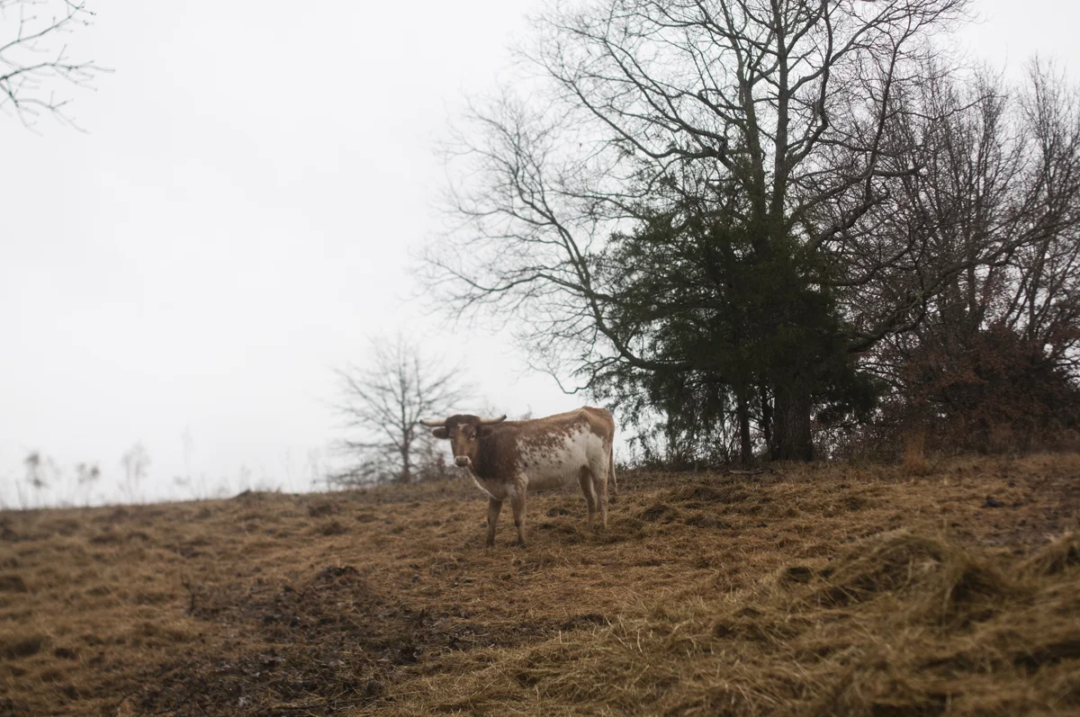 cow.jpg