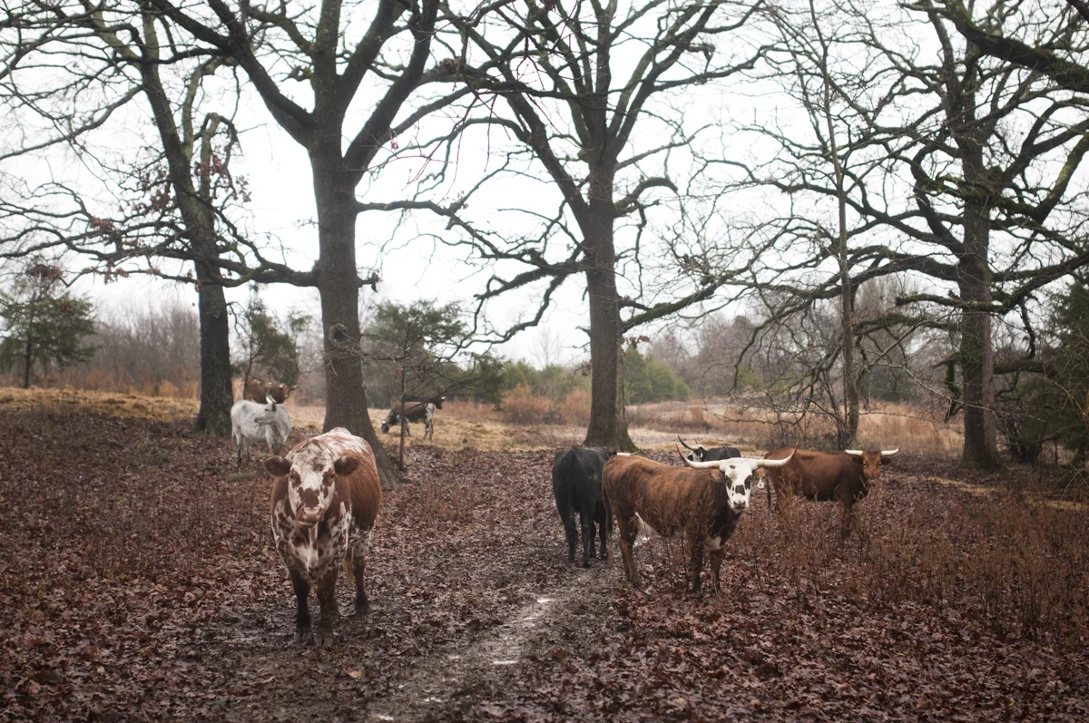 cows.jpg
