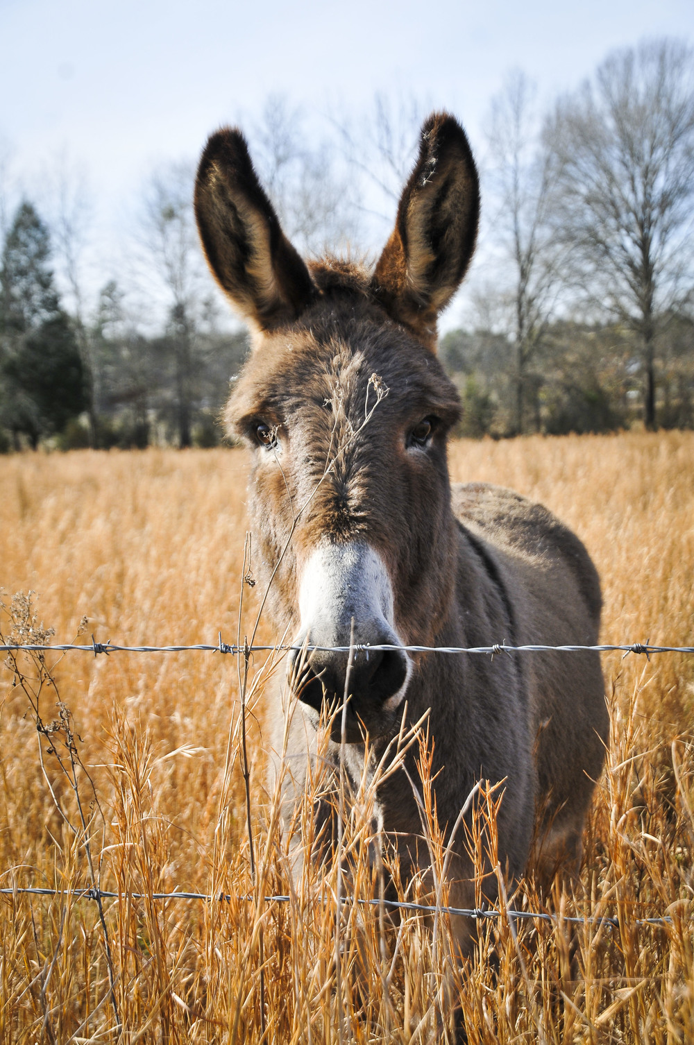 donkey.jpg