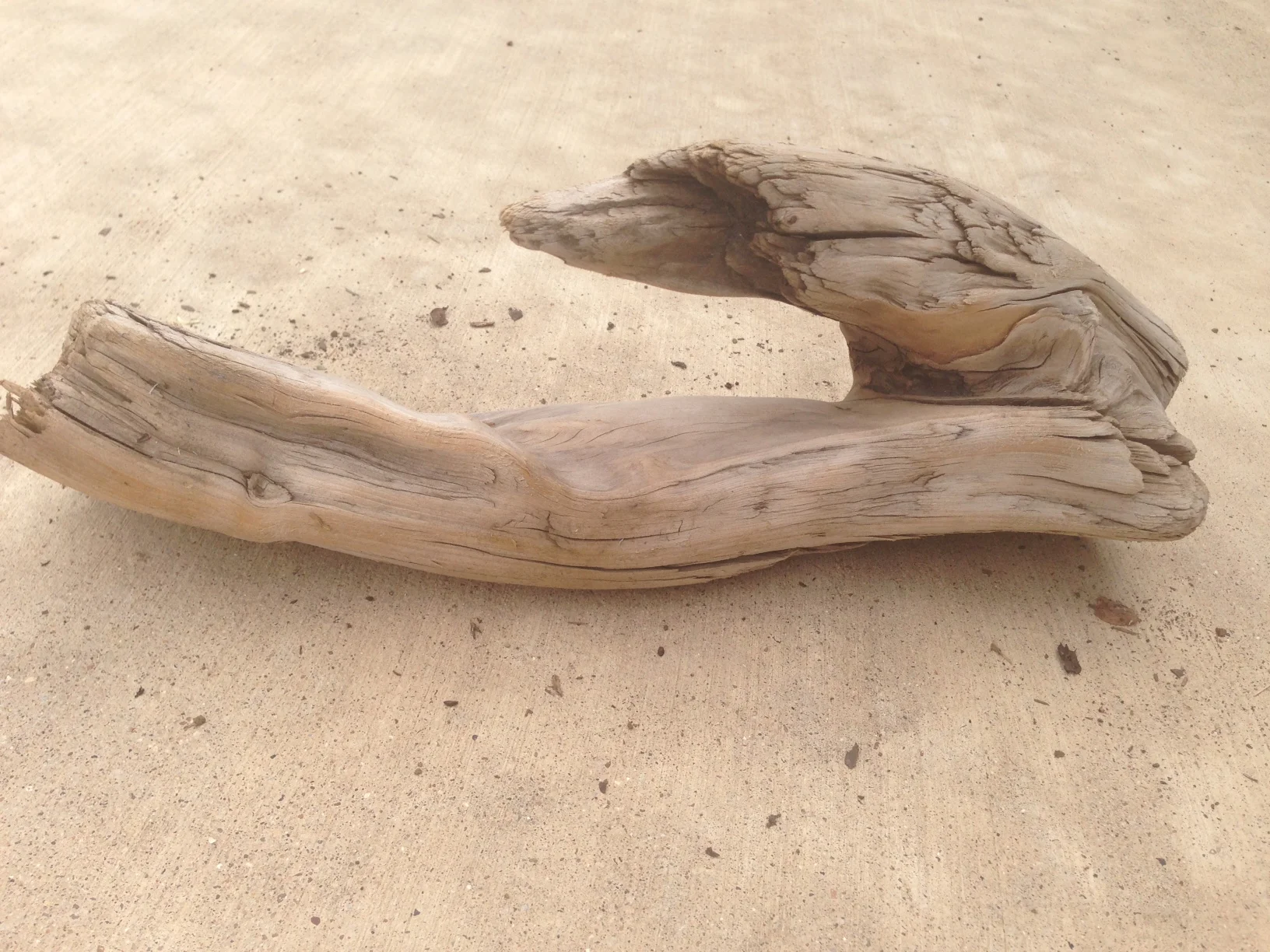 Driftwood #1