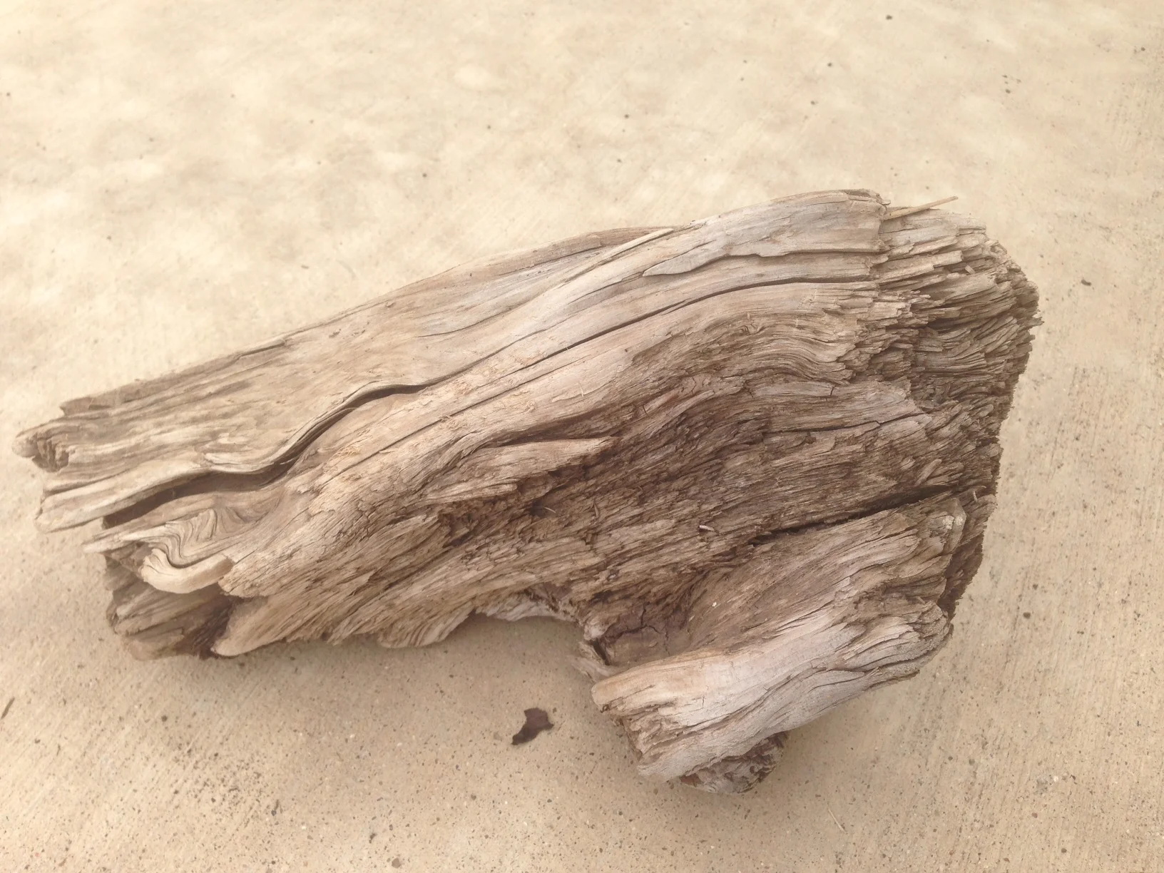 Driftwood #2