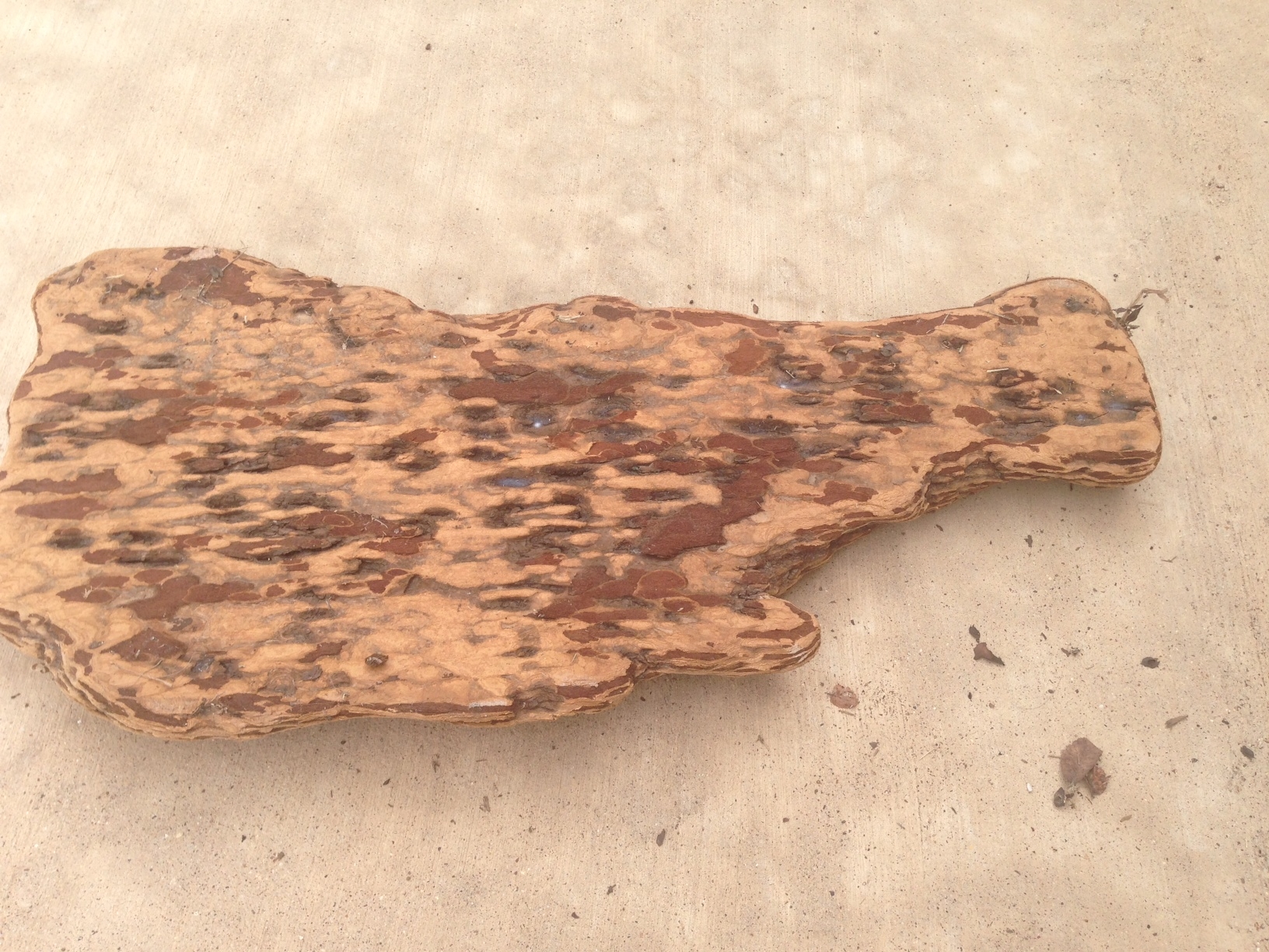 Driftwood #3 back