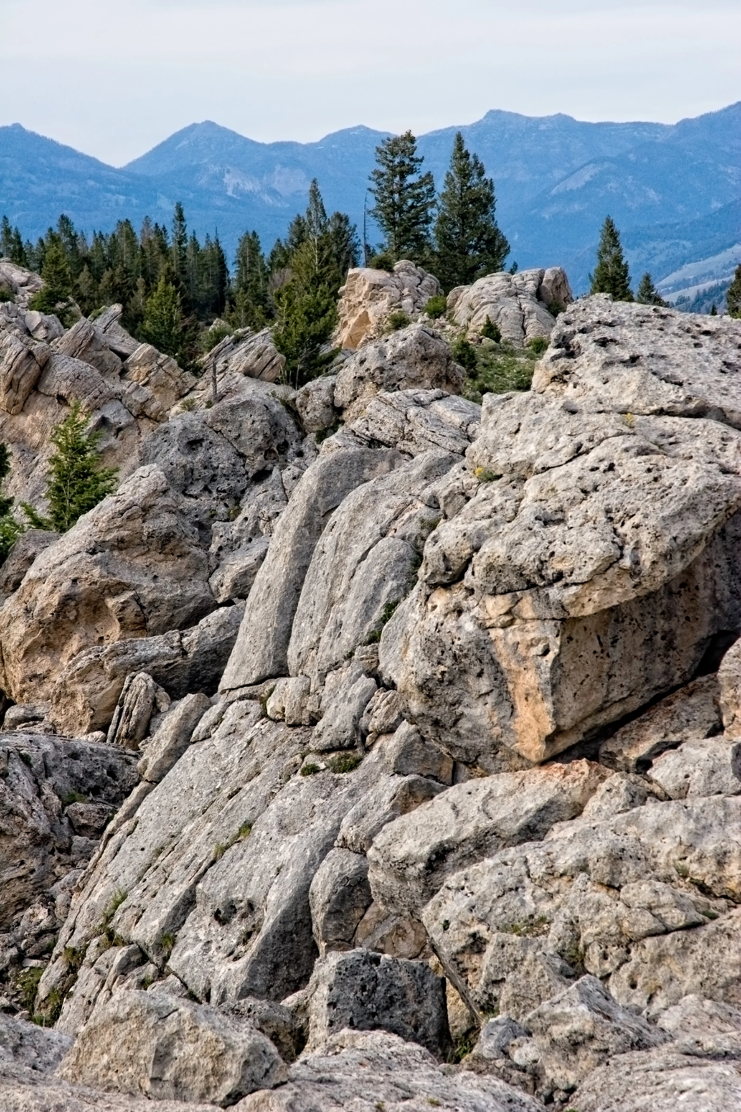 Pines Among the Rocks