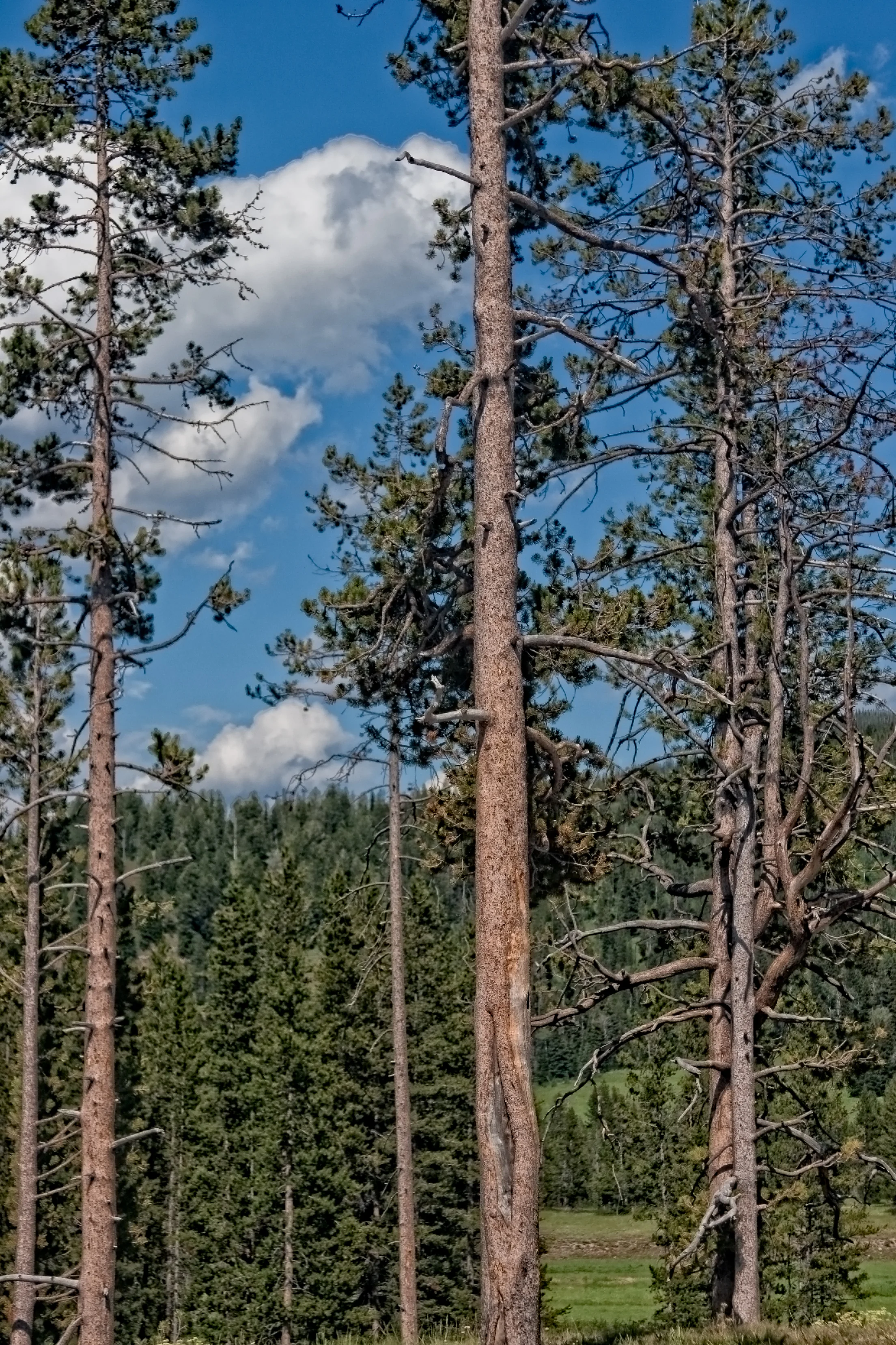 Lodge Pole Pines