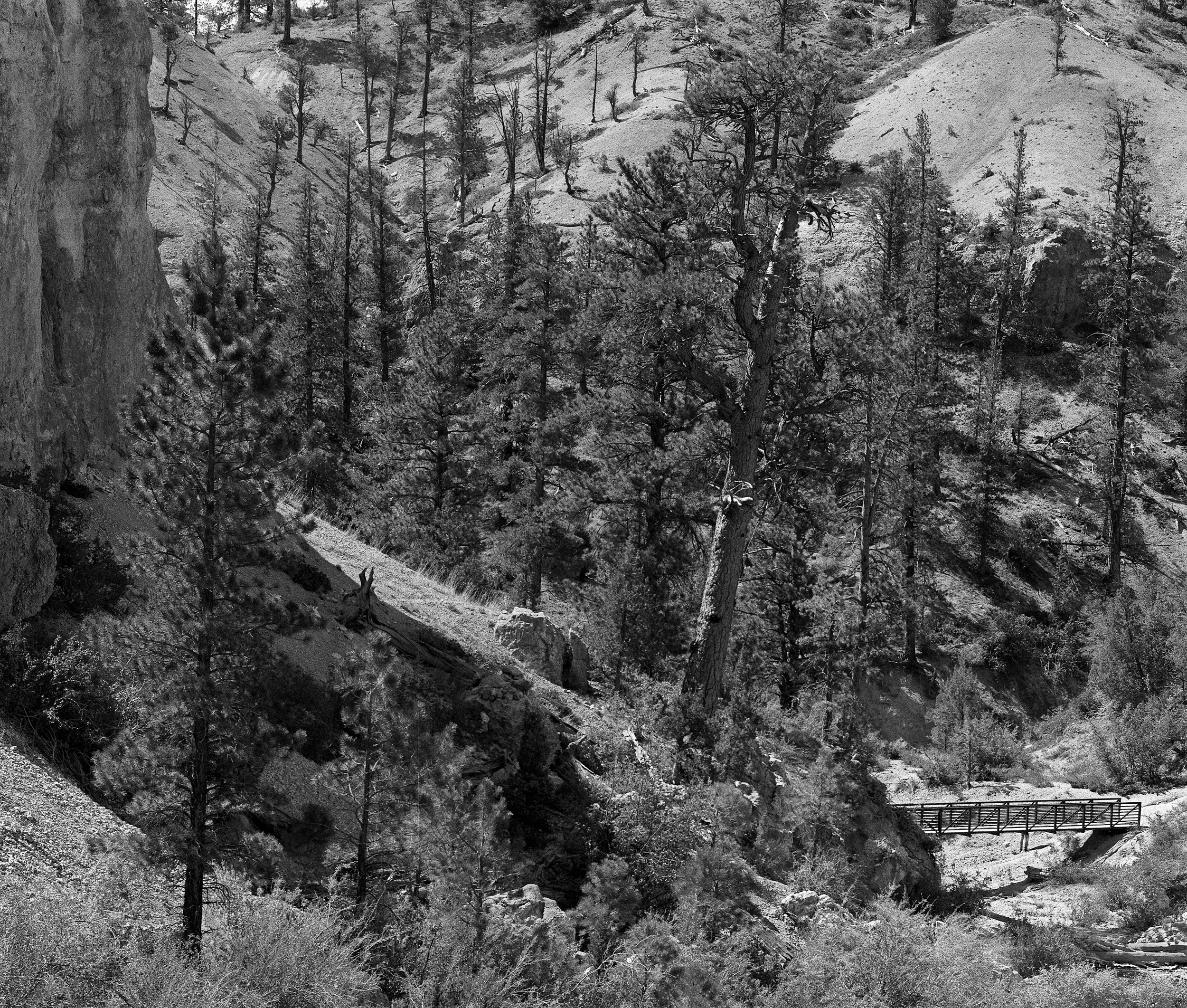 Bryce Bridge