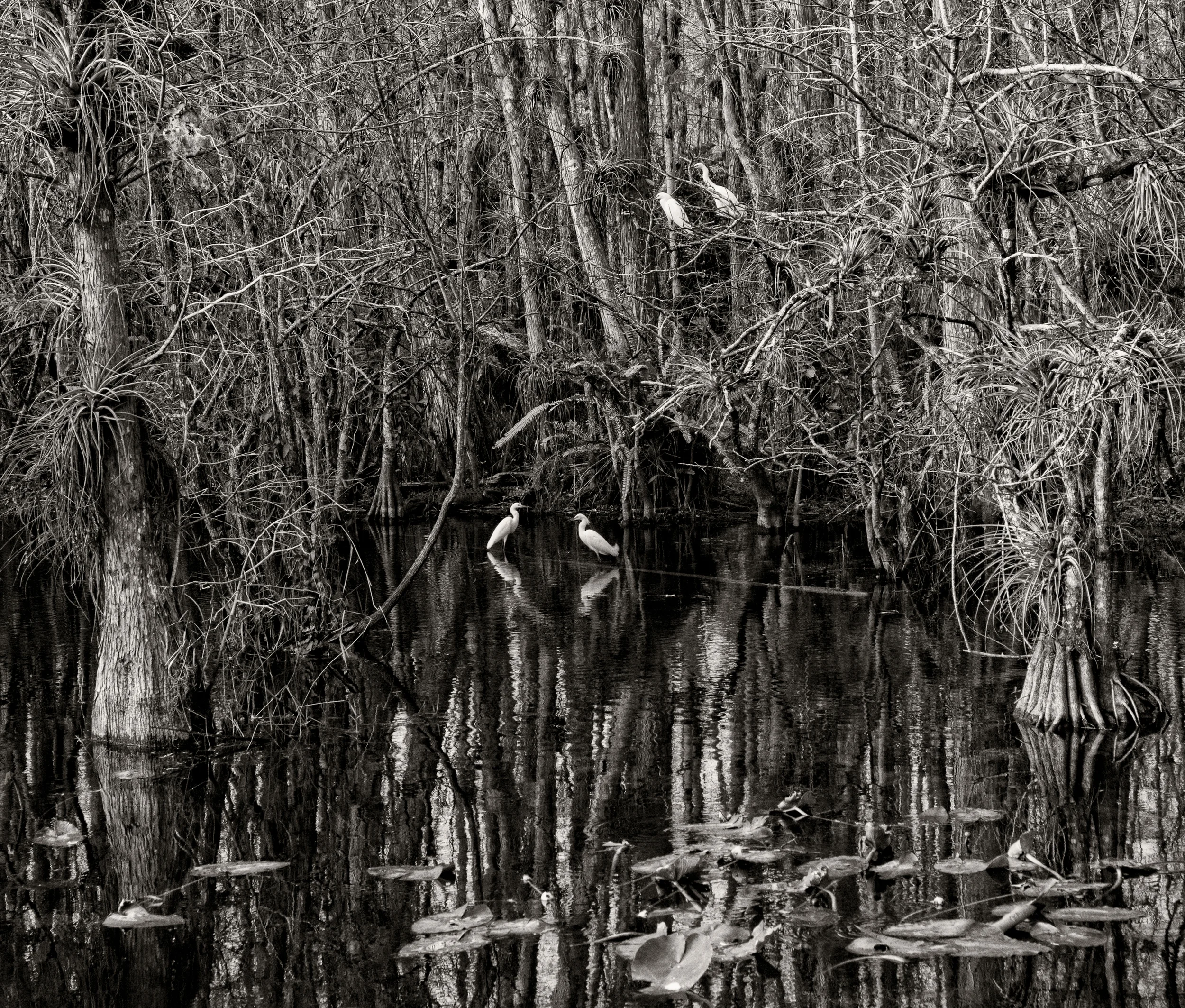 Tamiami Trail Mangrove & Egrets (black&white)