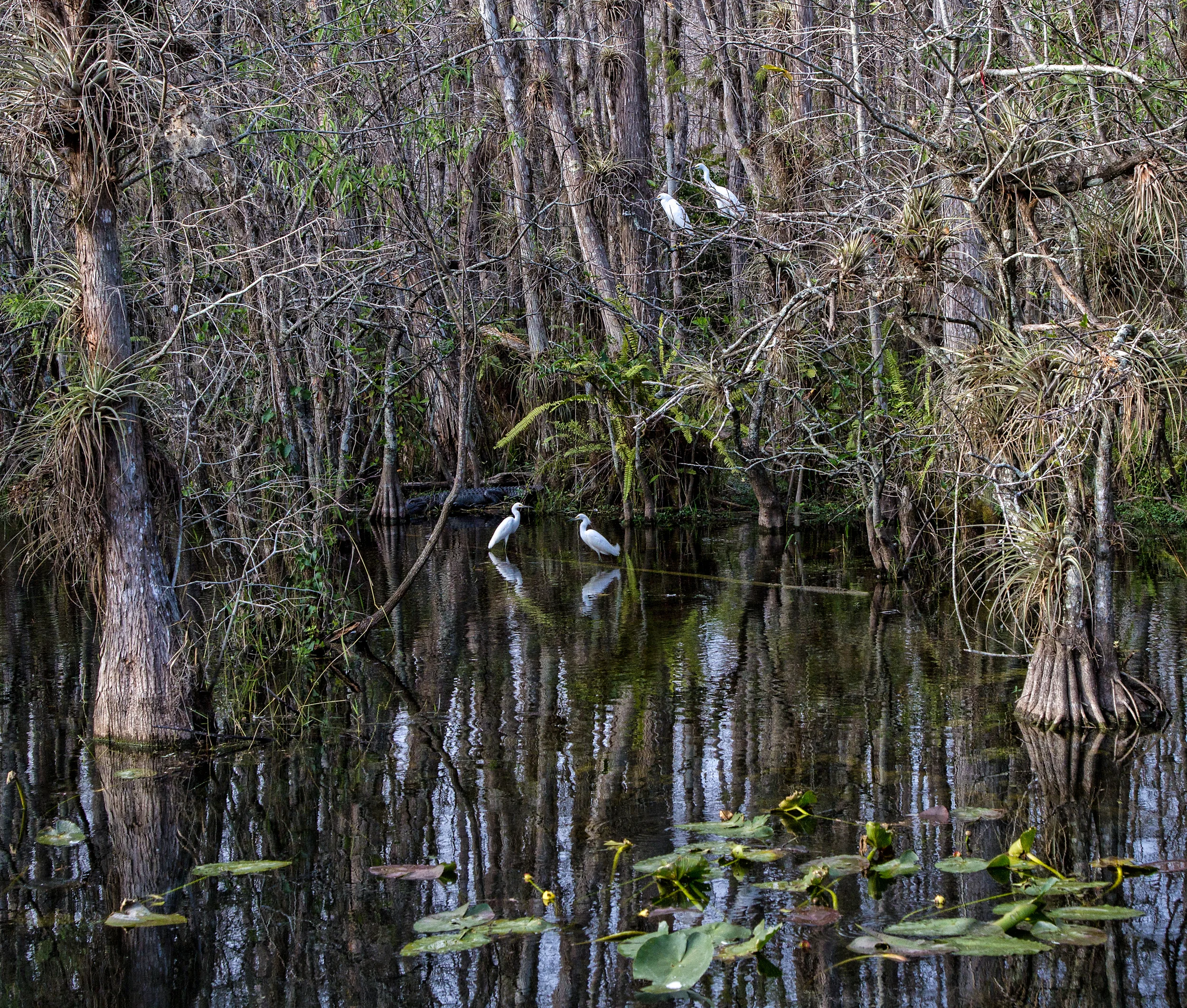 Tamiami Trail Mangrove & Egrets (color)