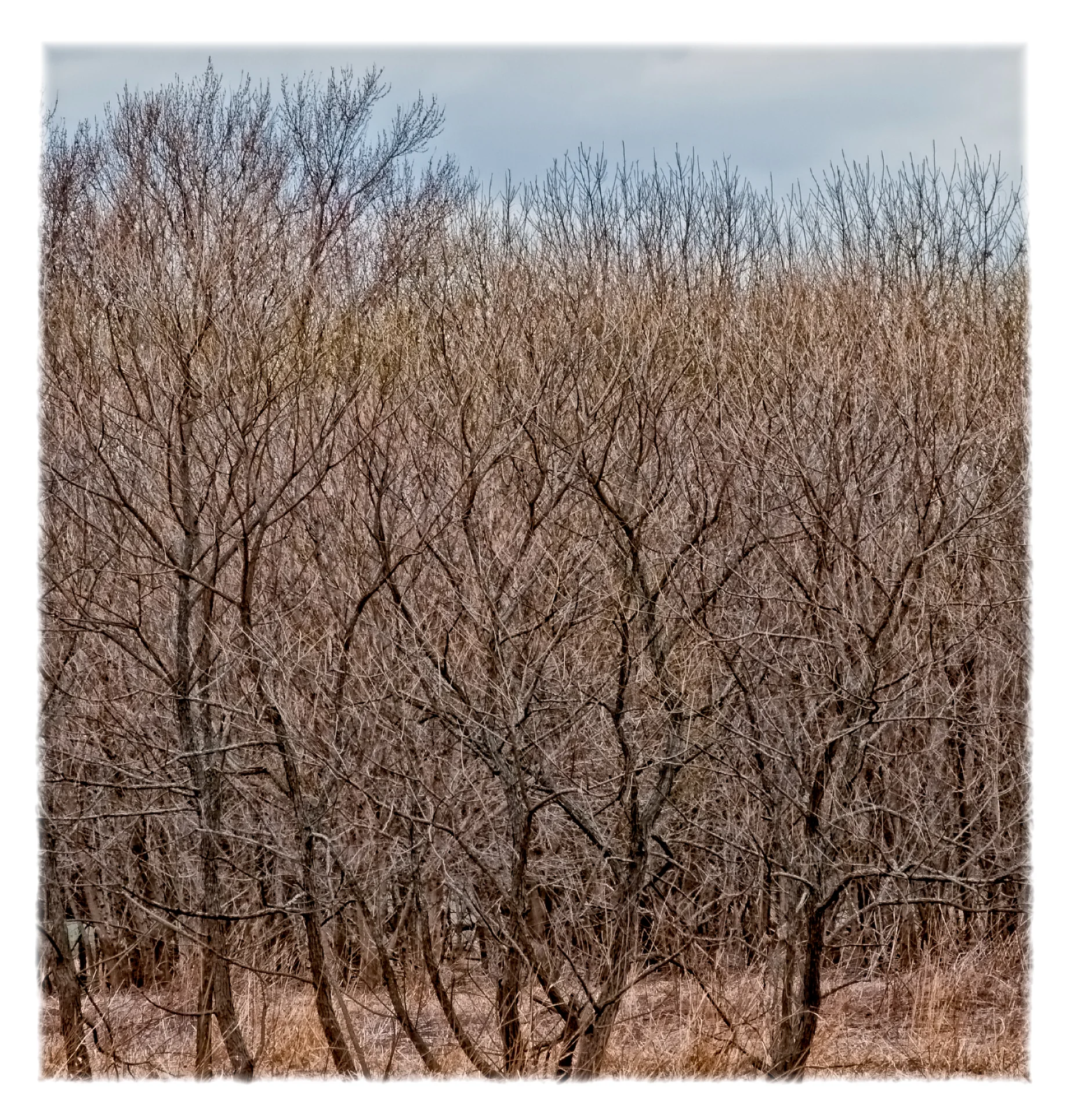 No Leaves