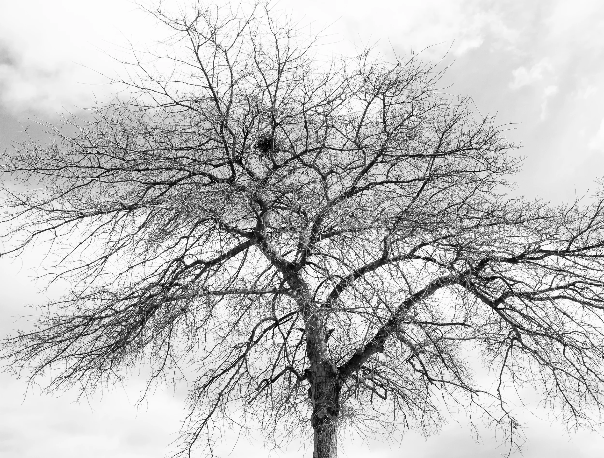 Nesting High