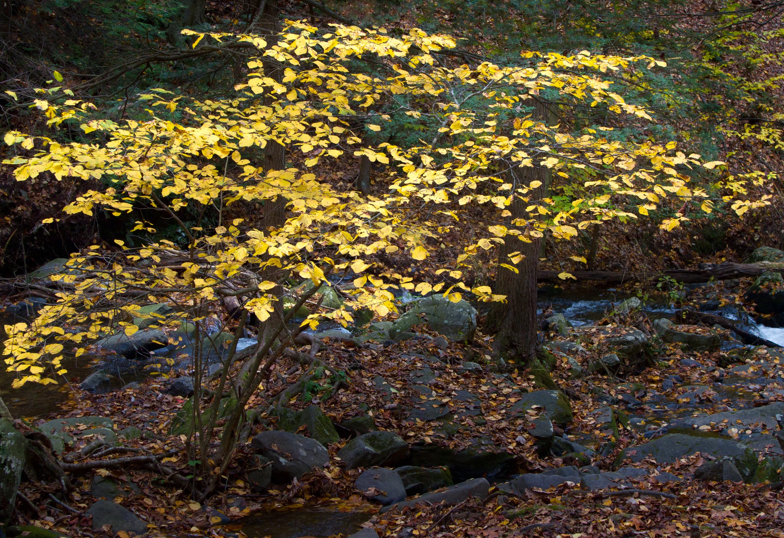 Autumn Leaves
