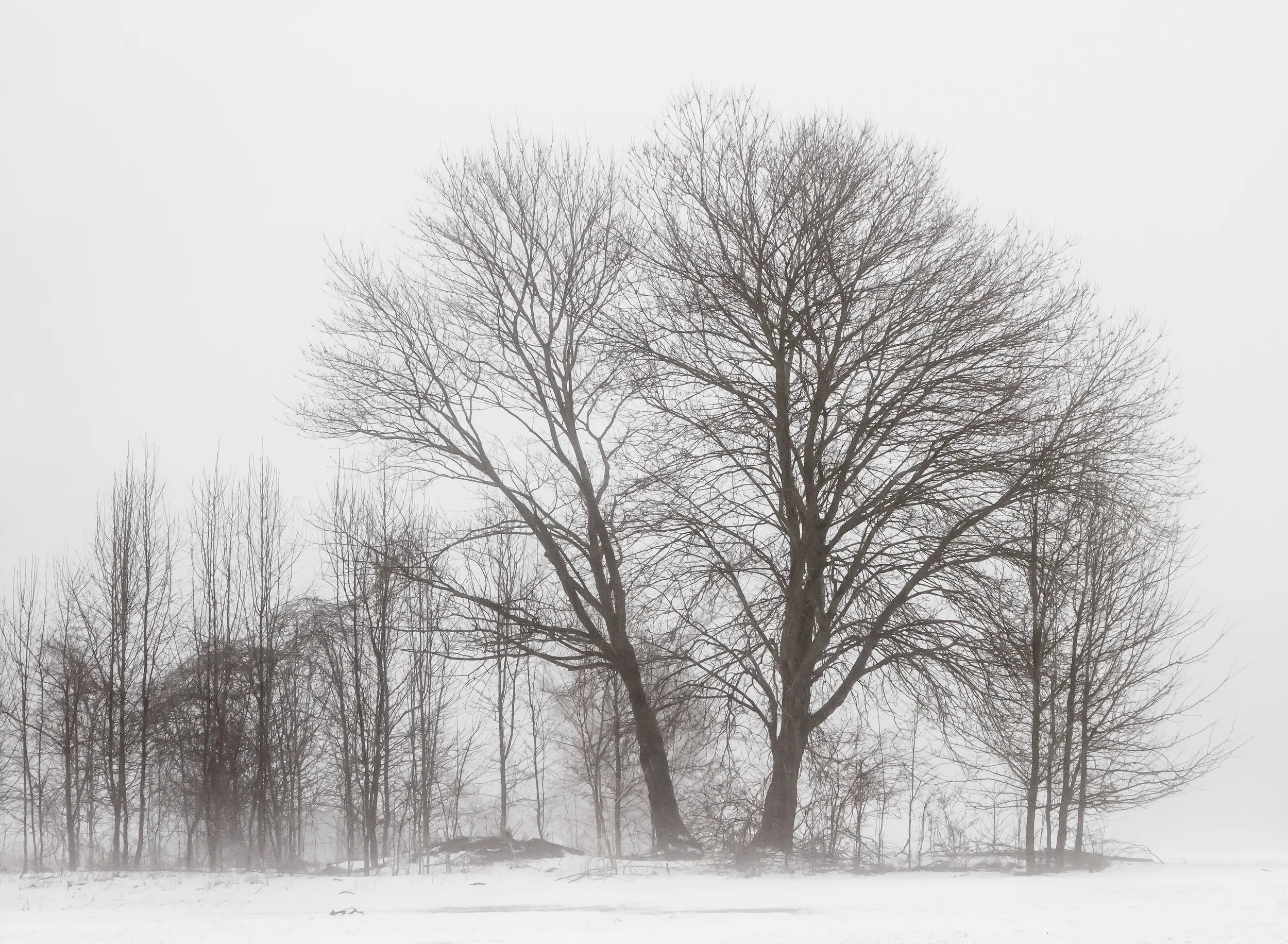 Wintering Trees