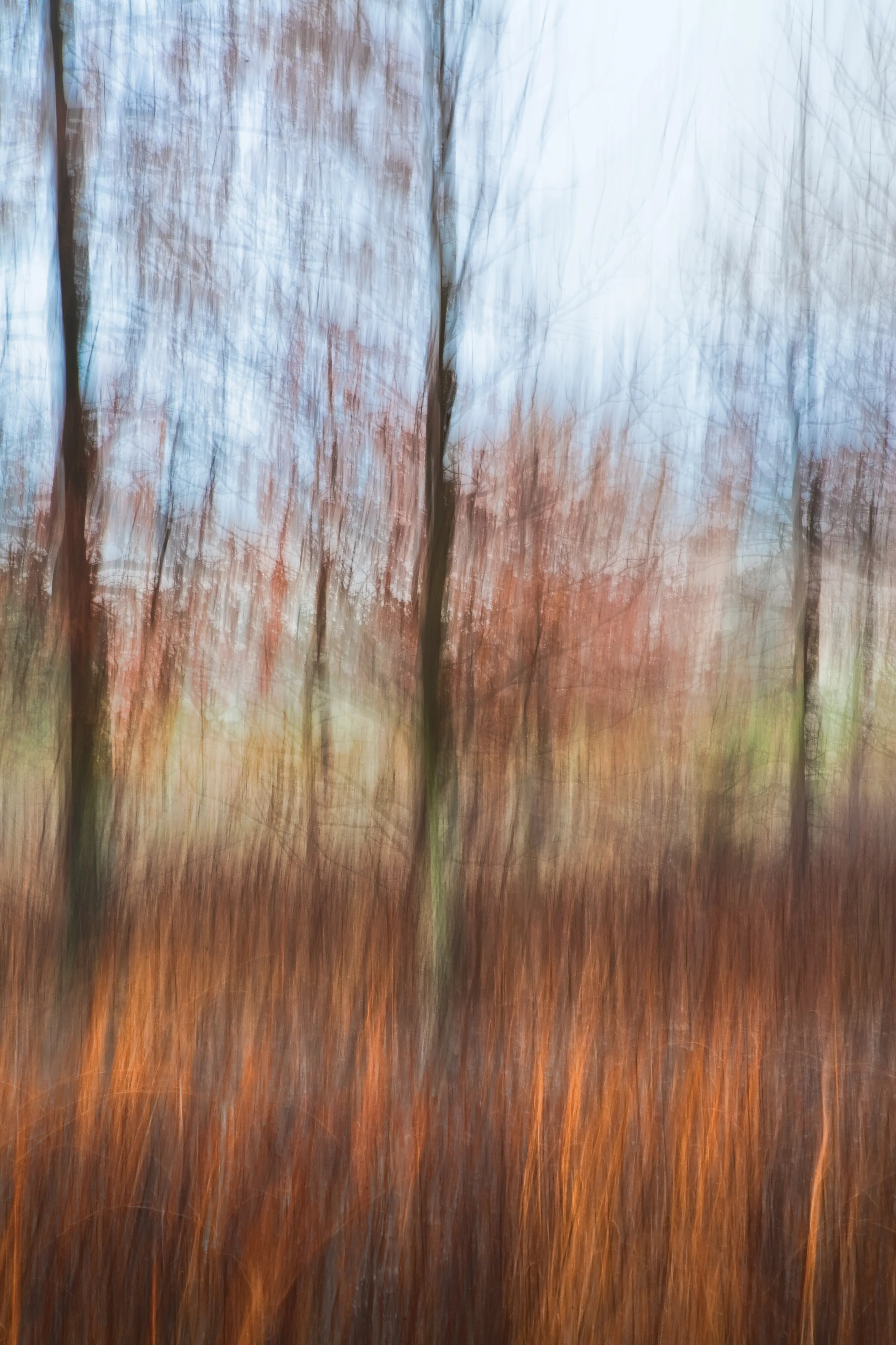 Oak Aria