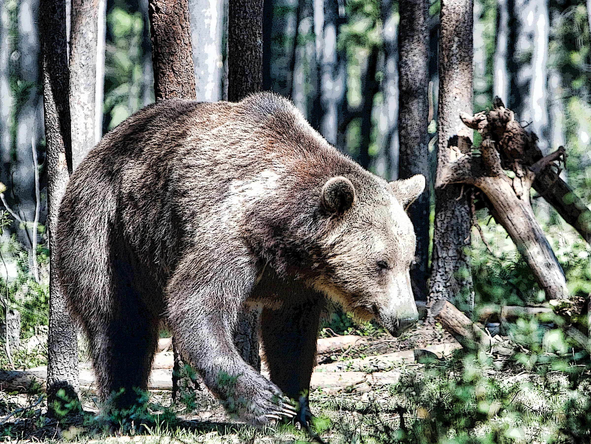 A Grizzly Encounter