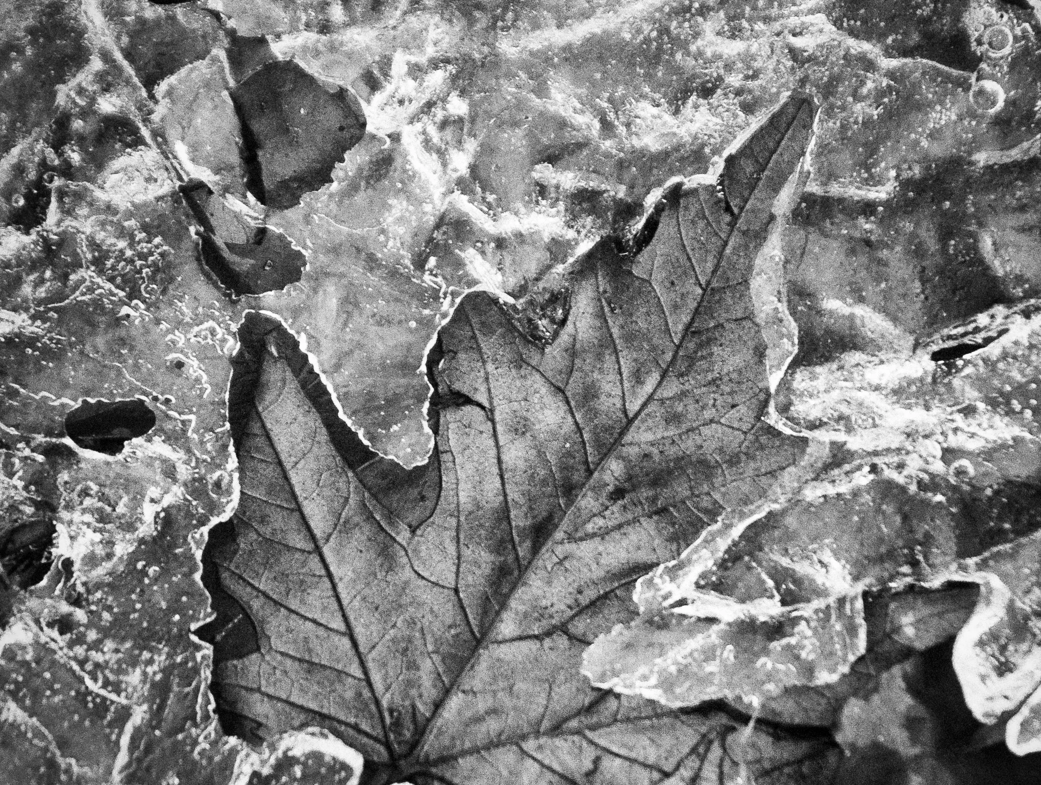 Frozen In Time