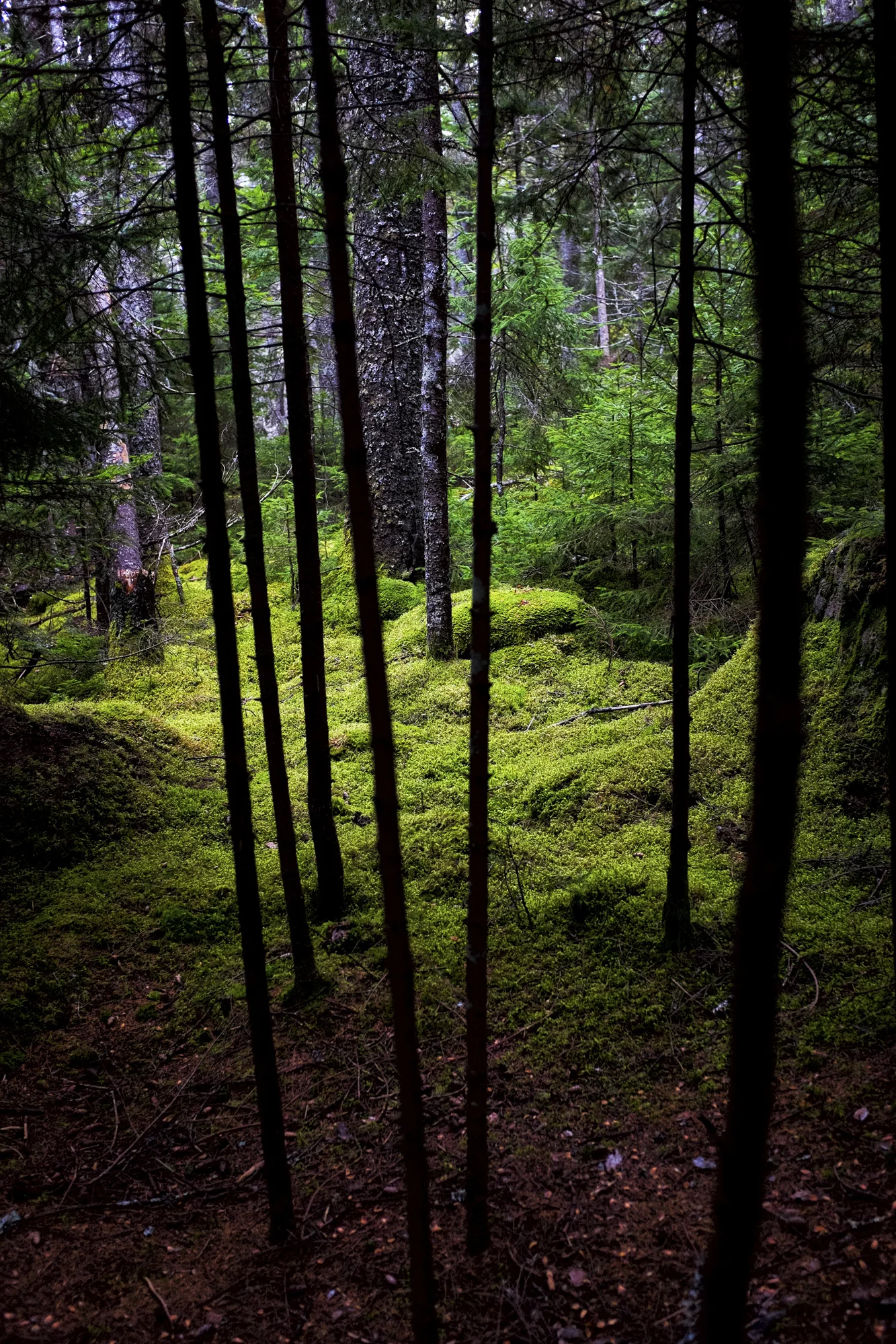 Mossy Trees, Little Long Pond, Seal Harbor, Maine