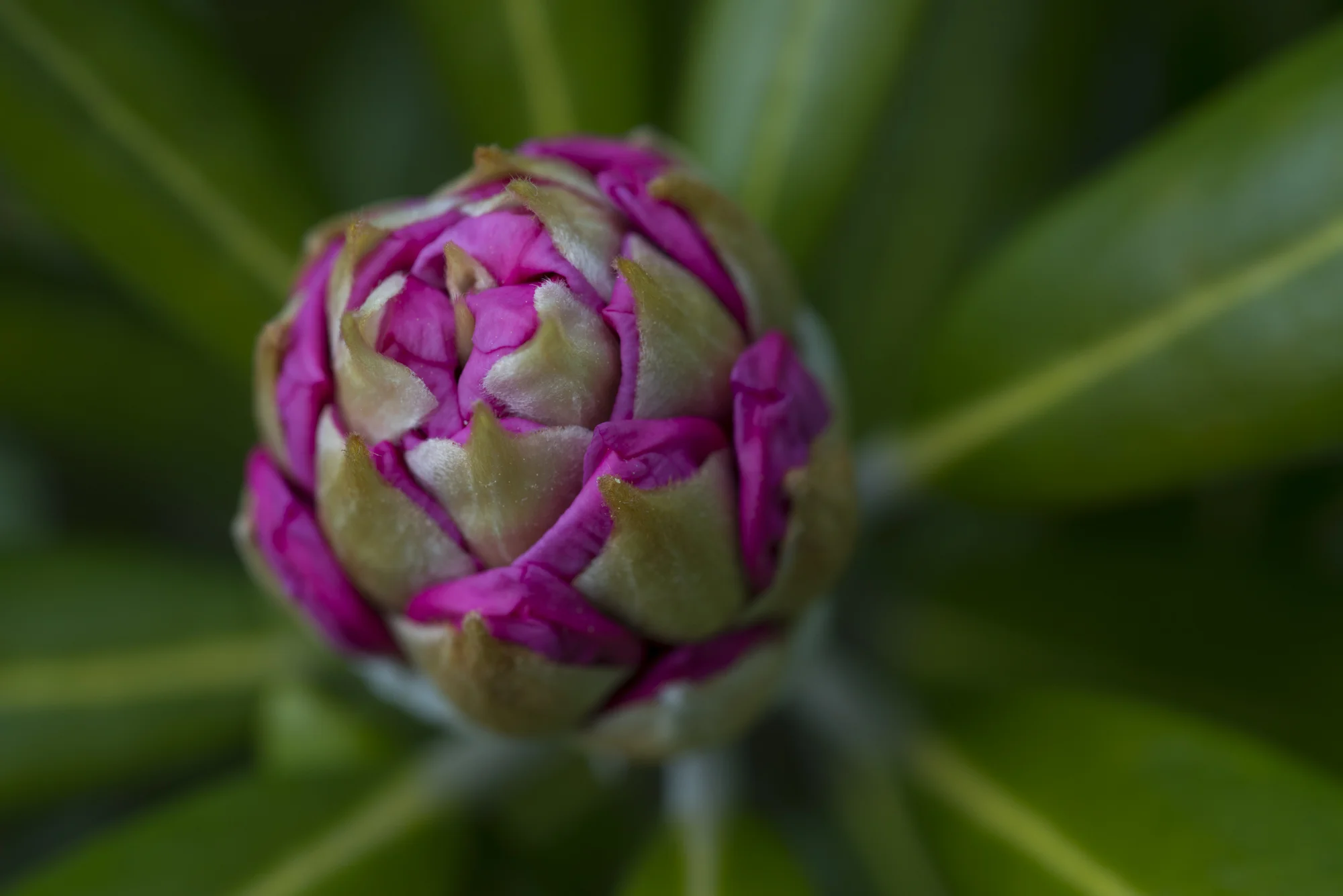 Macro Rhododendron