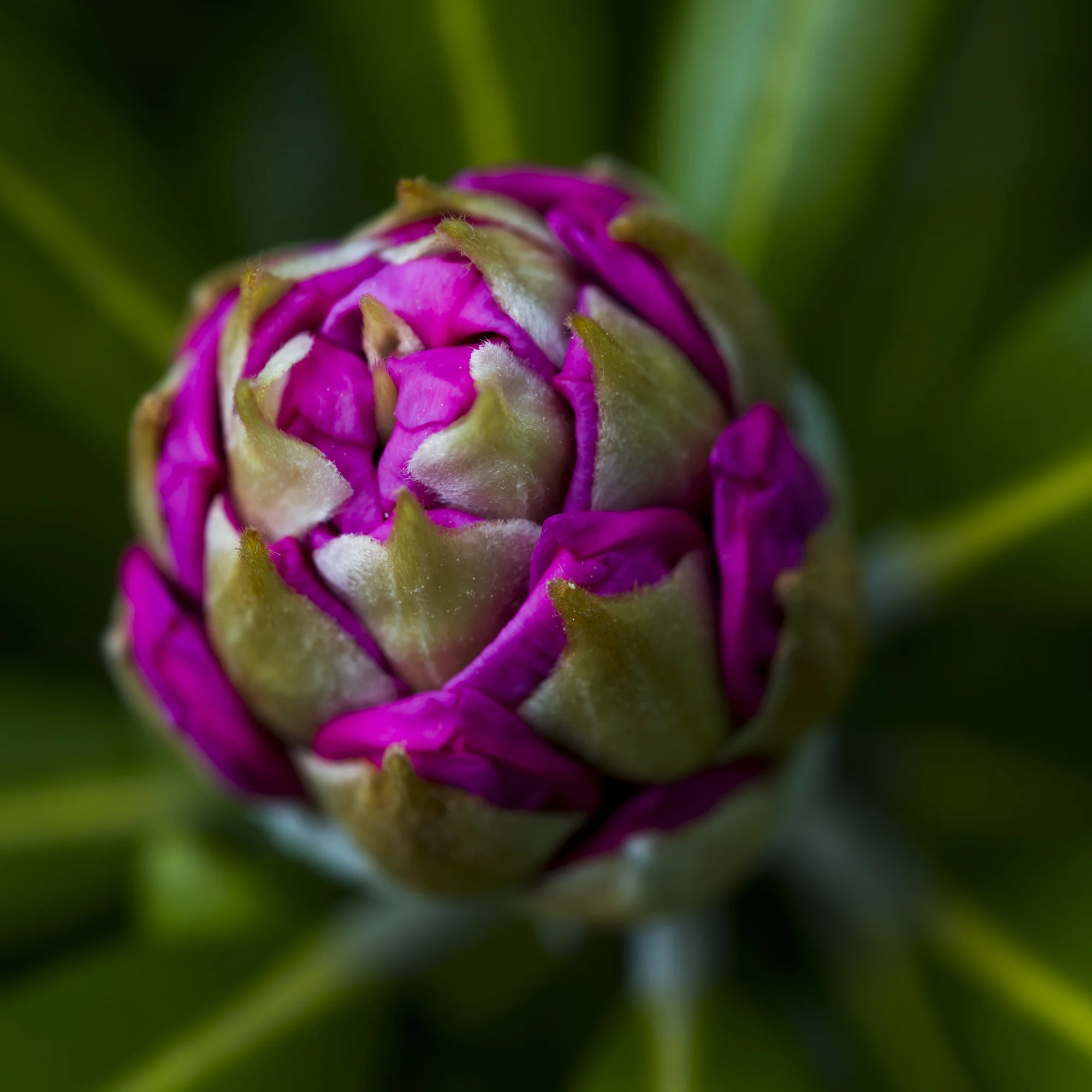 Macro Rhododendron