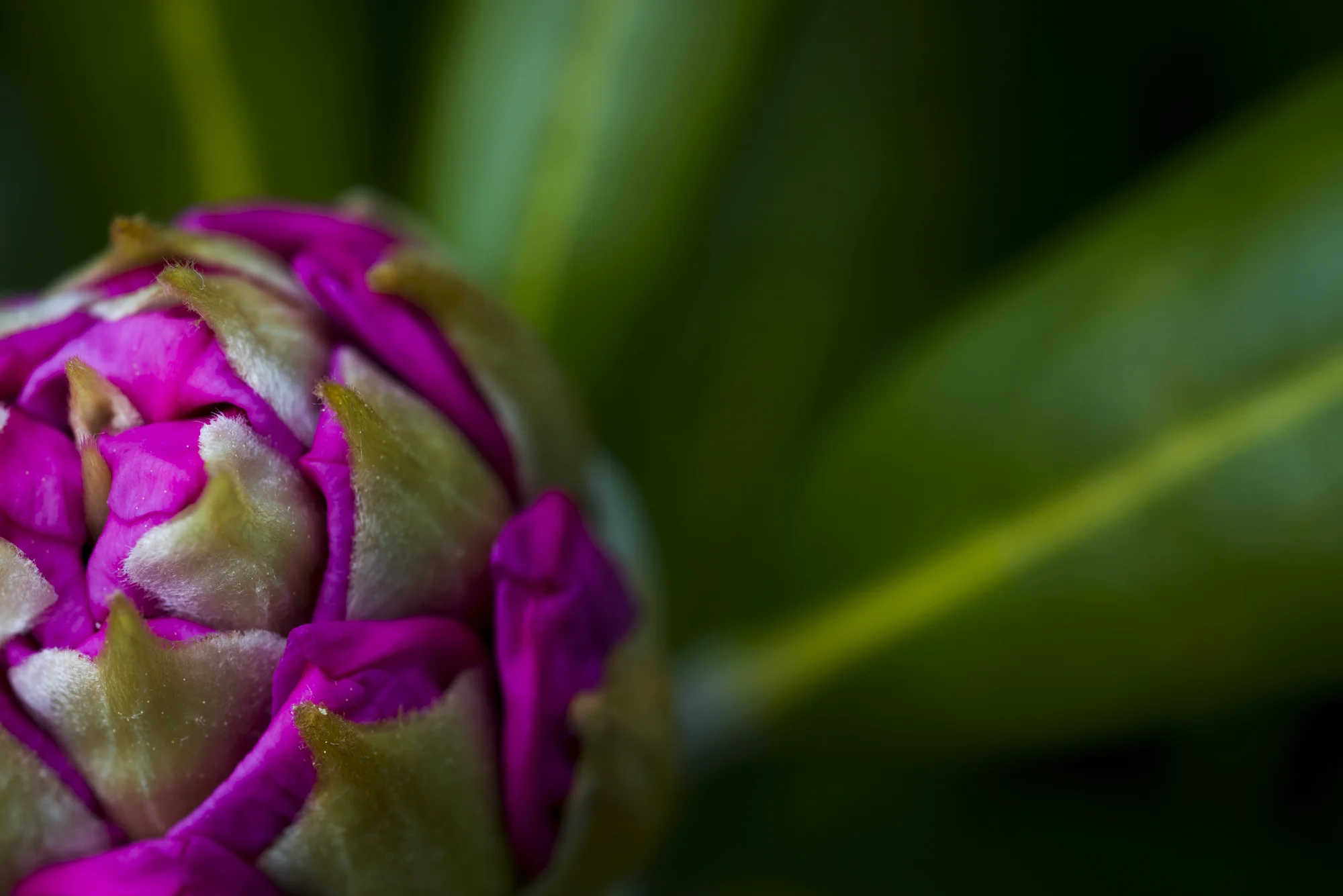 Macro Rhododendron