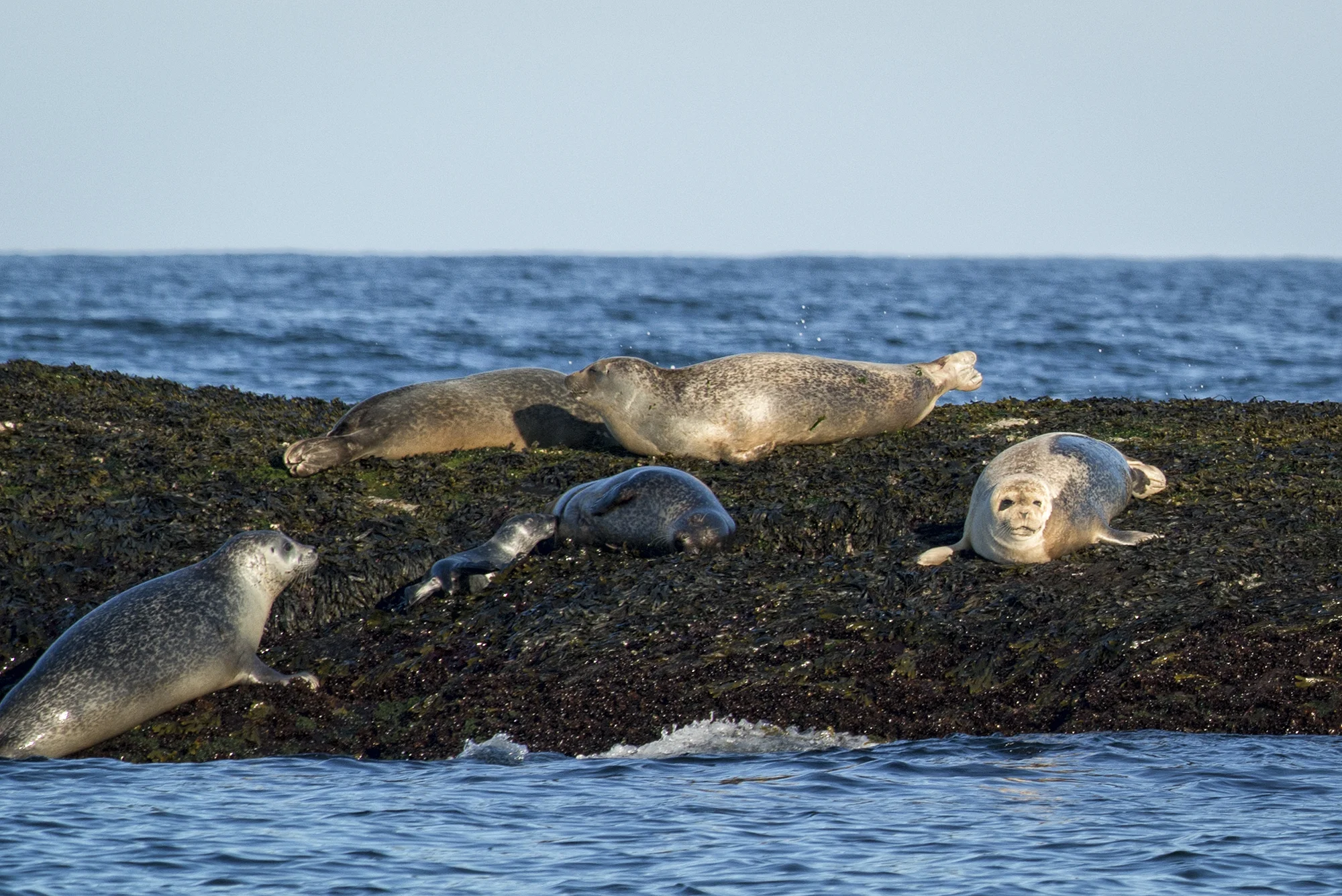 Nursing Seal Pup, Mount Desert Island, Maine