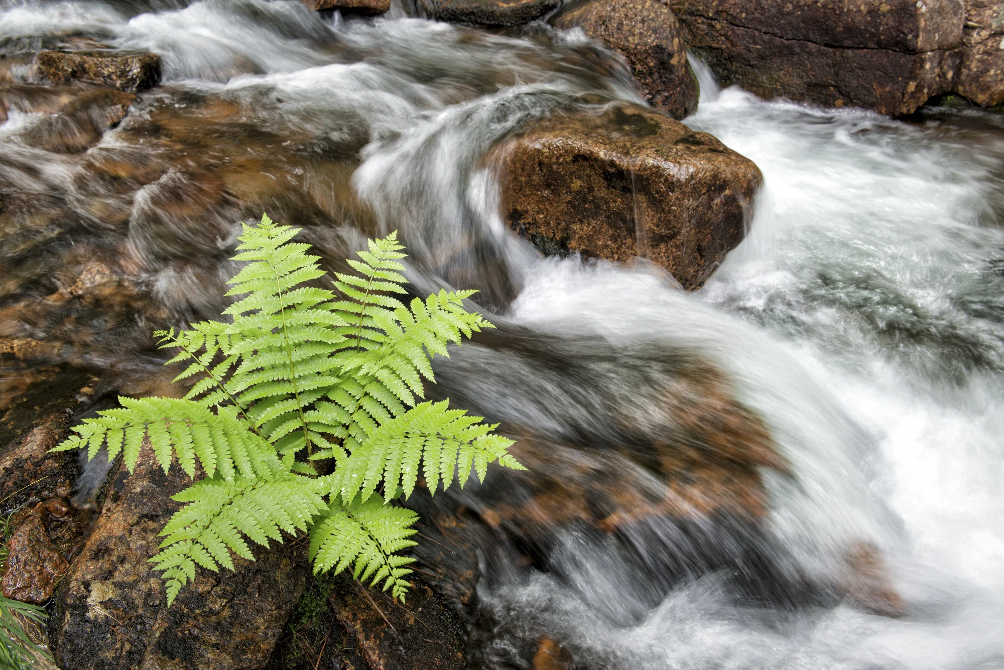 Spring Fern, Jordan Stream, Acadia National Park, Maine