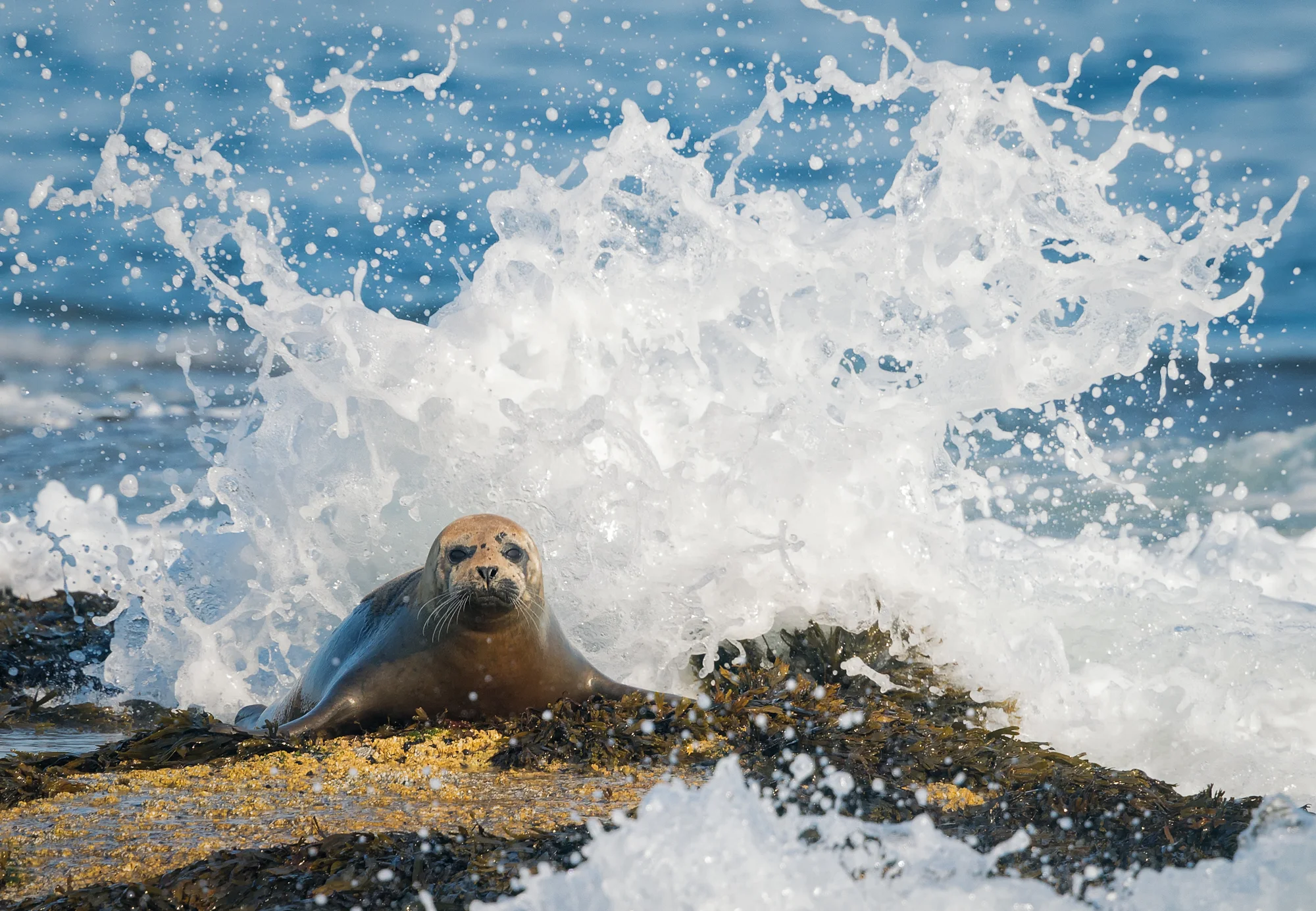 Innocent Seal Pup, East Bunker Ledge, Seal Harbor, ME