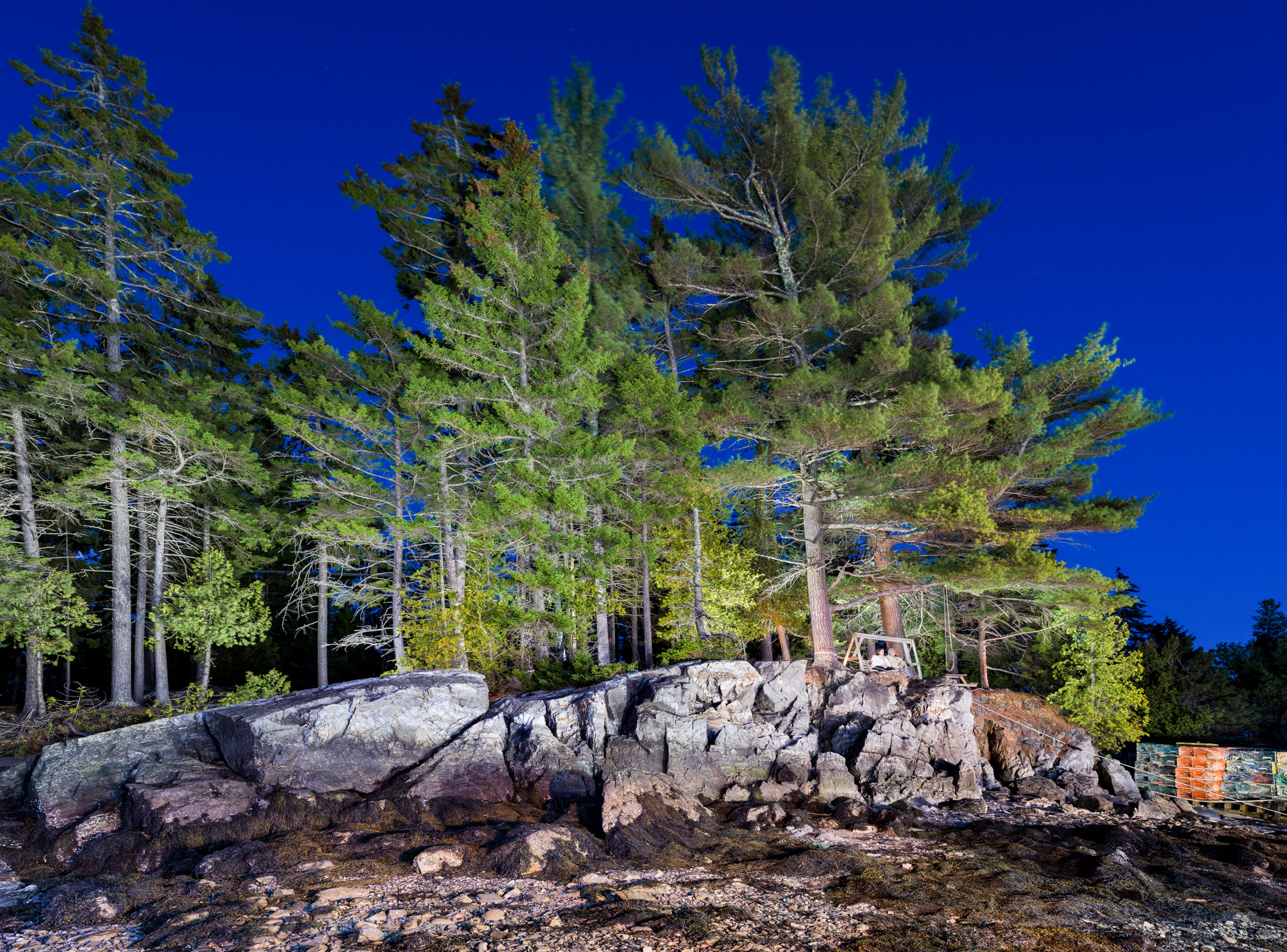 Big Tree, Islesboro, Maine