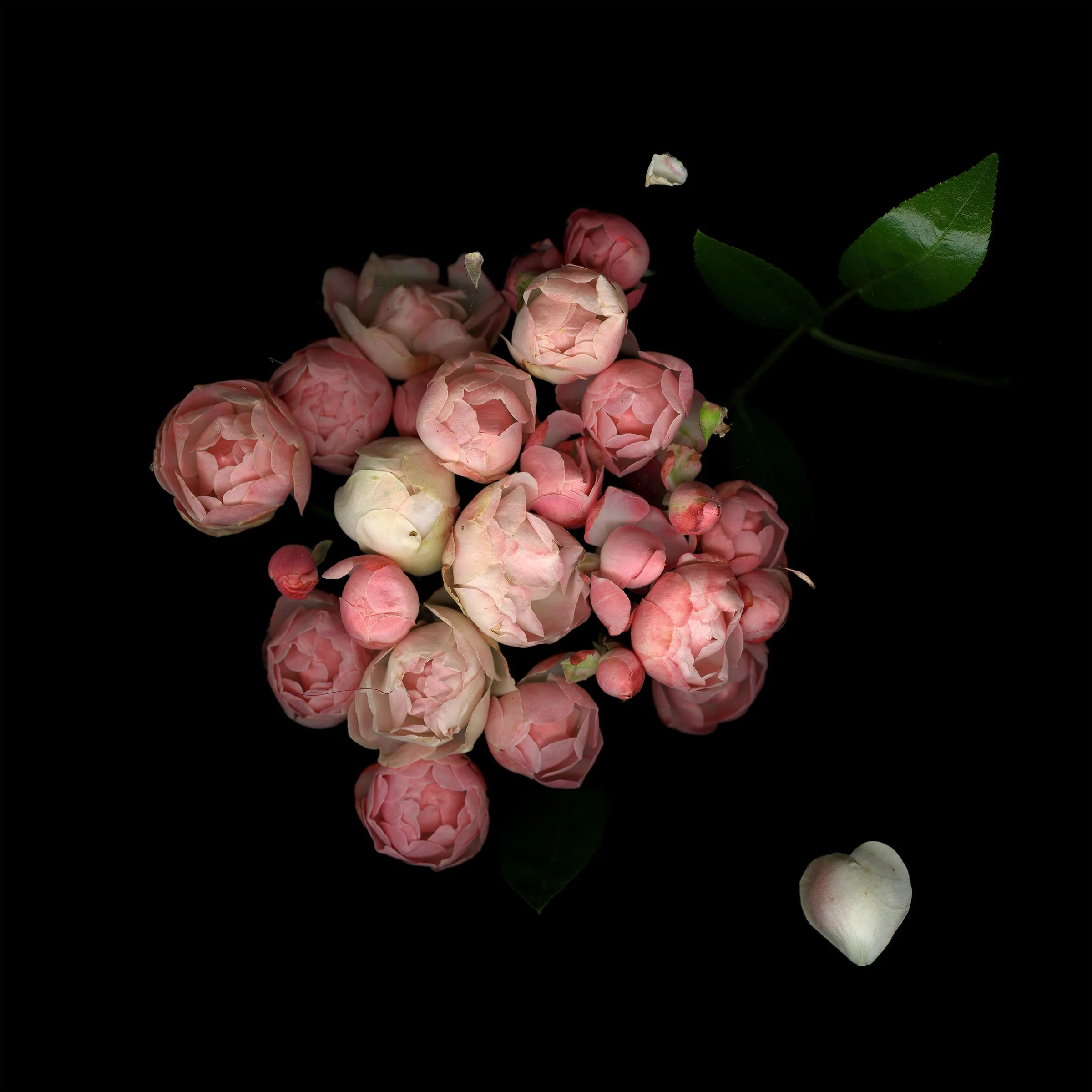 smallroses_print_10x10.jpg
