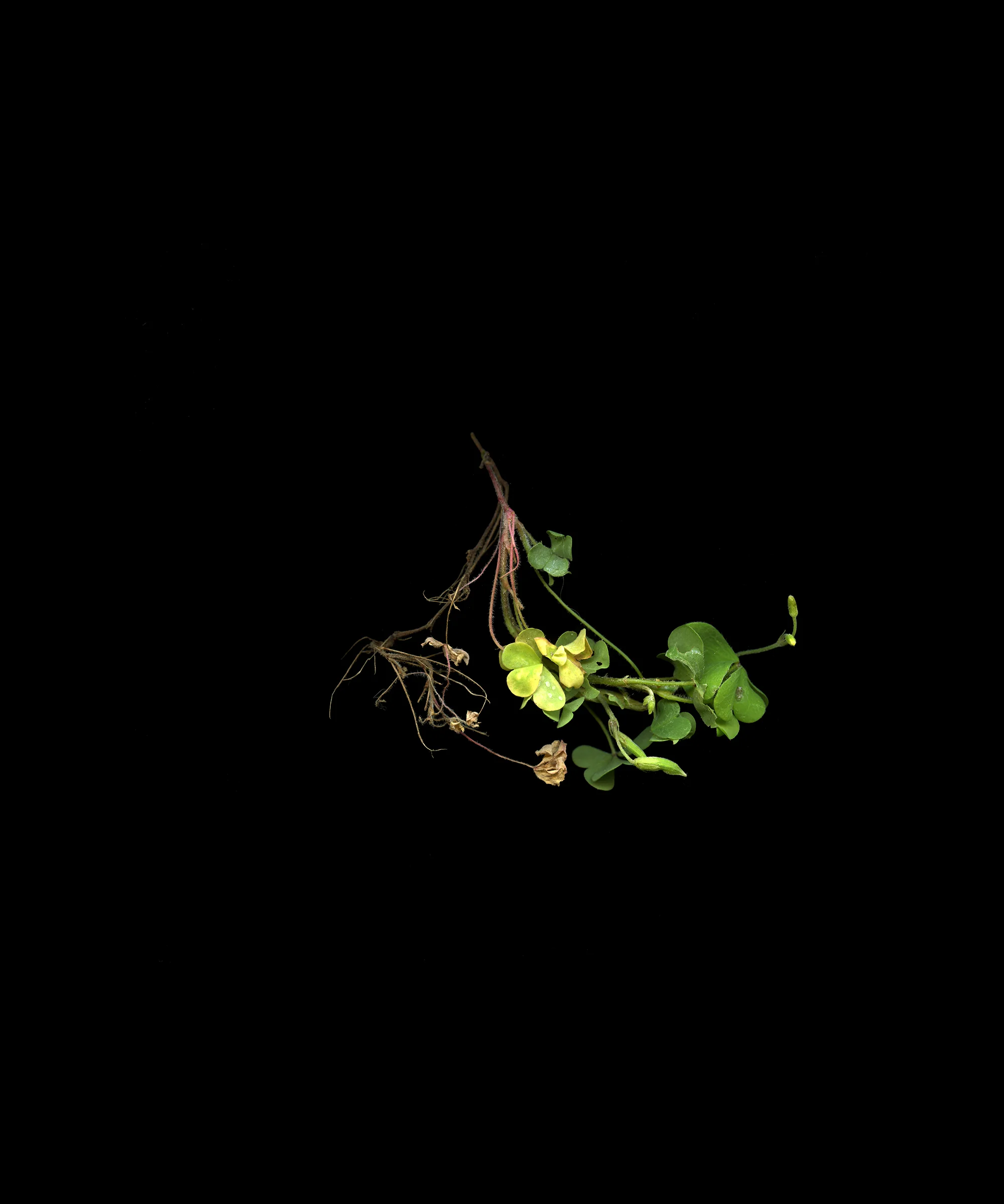 weeds010_web.jpg