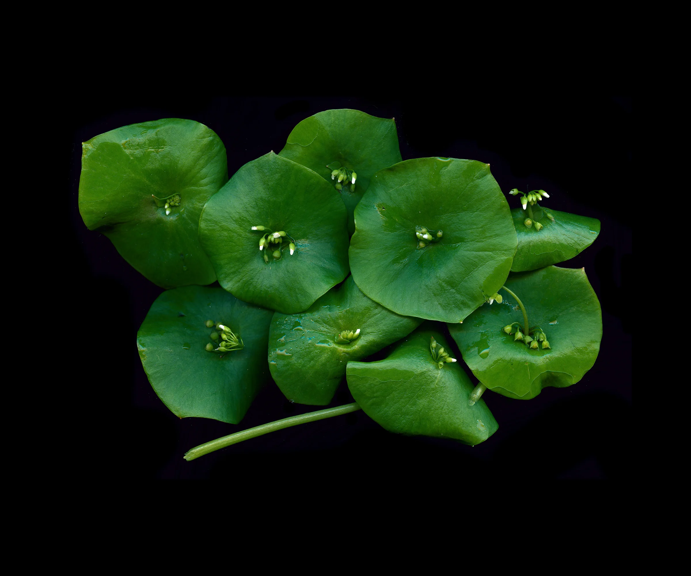 Miner's Lettuce