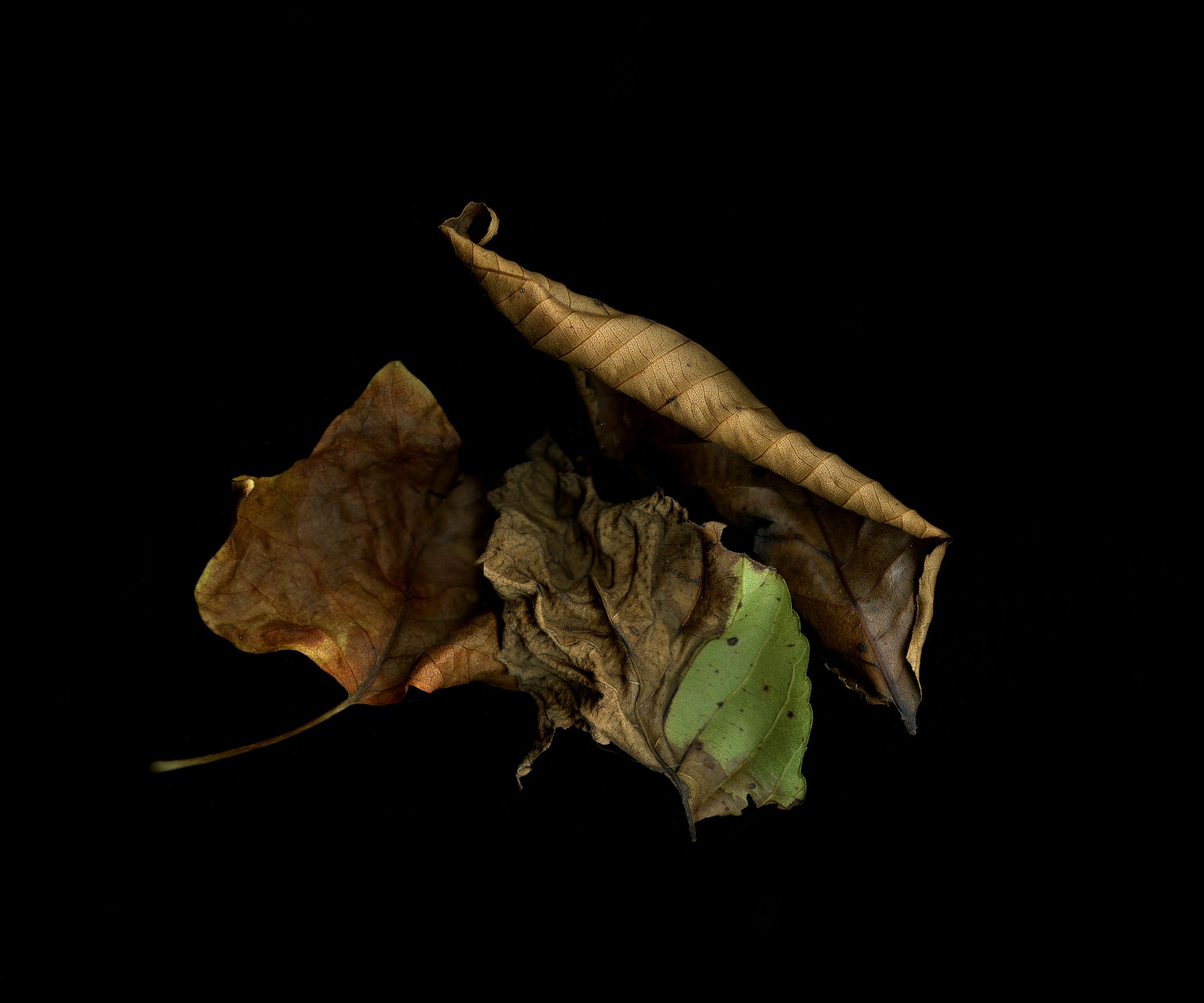 In Search of Home, Trumbull 2, 2013