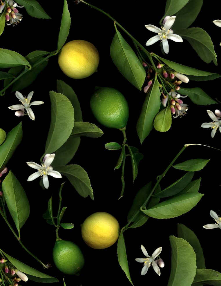 Screenshot 2024-10-22 at 1.12.37 PM.png