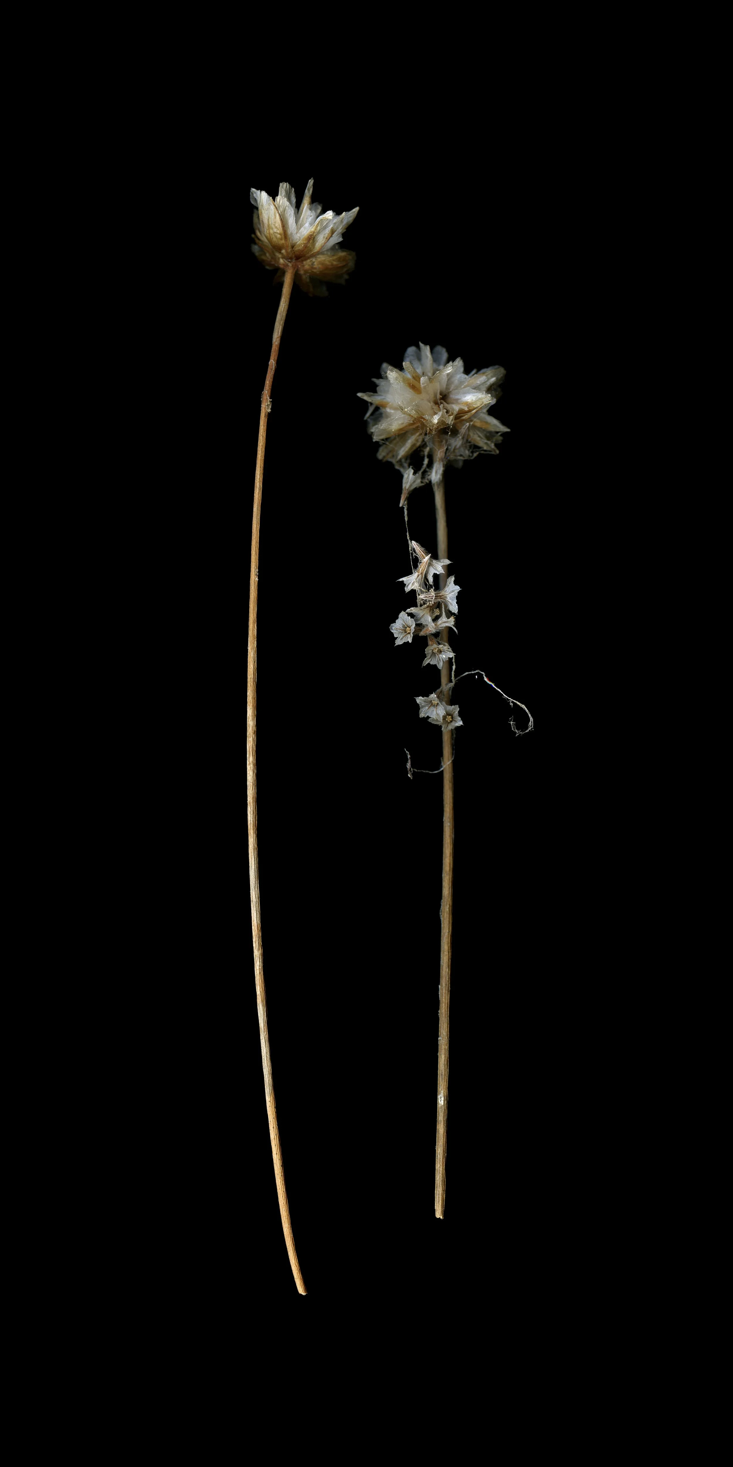 Untitled (Sea Thrift), 2022,
13 x 30" ed of 4, Inquire for pricing