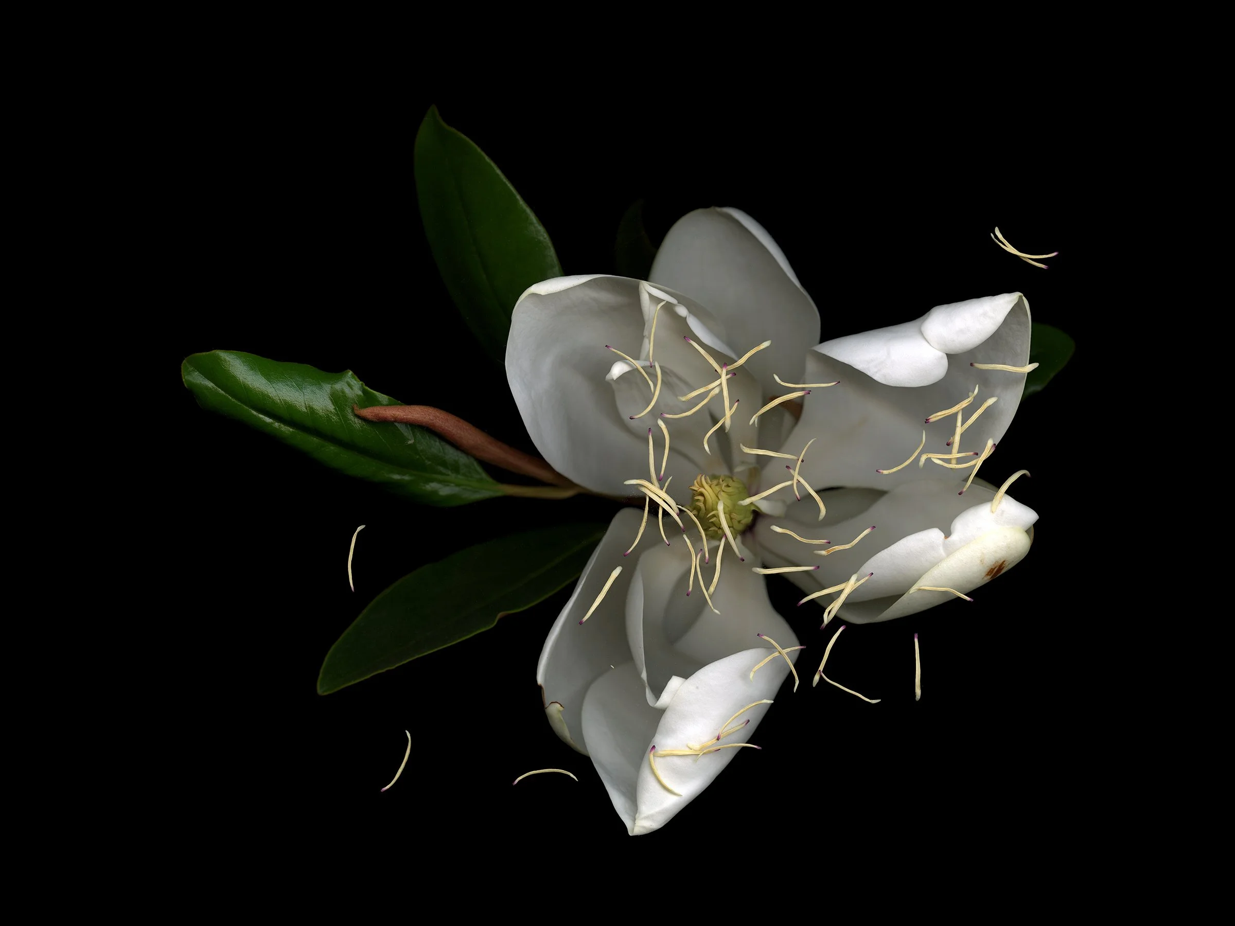 magnolia flower against black