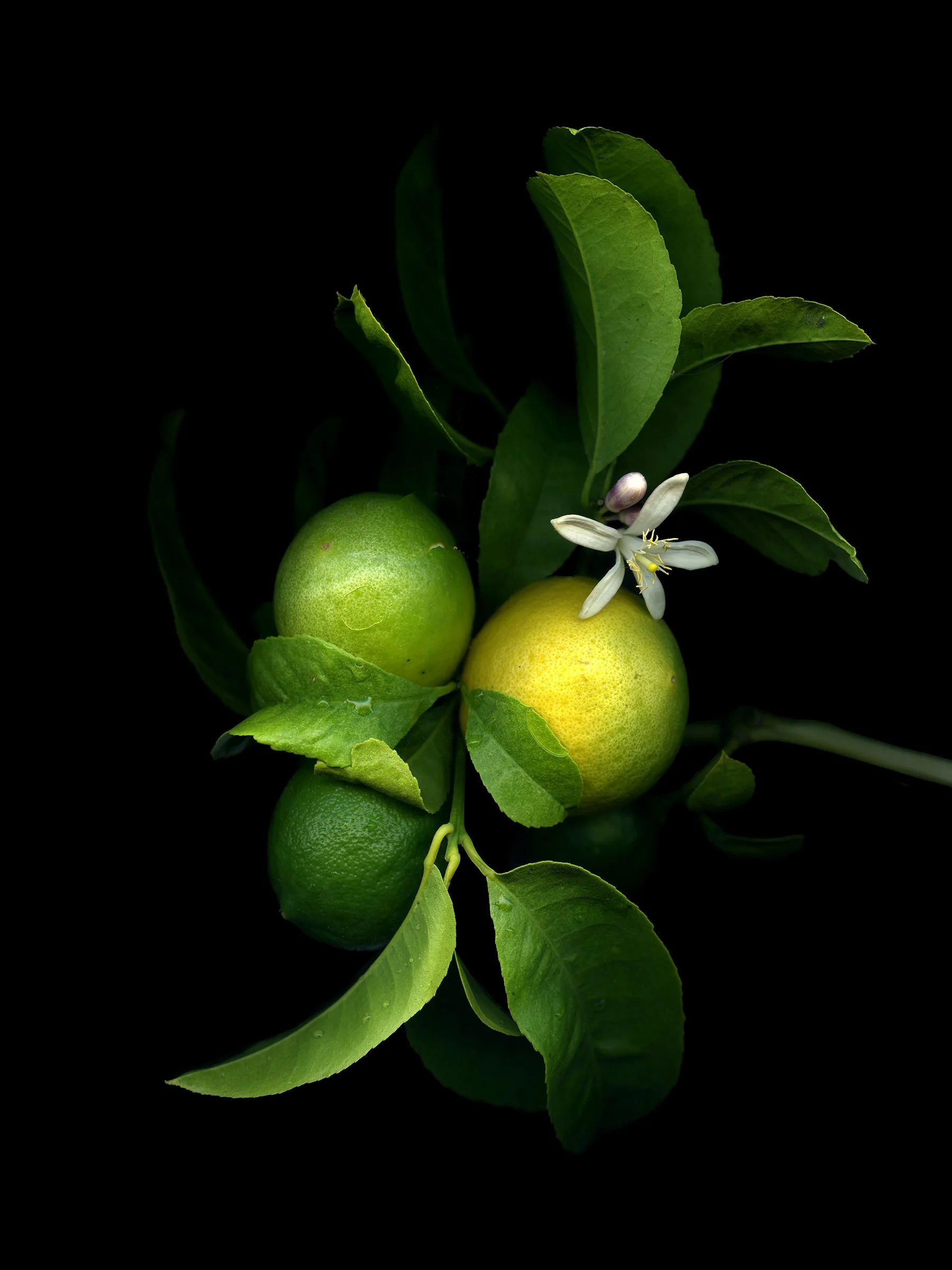 3 lemons in different parts of ripening and a blossom with green leaves and small branch against black