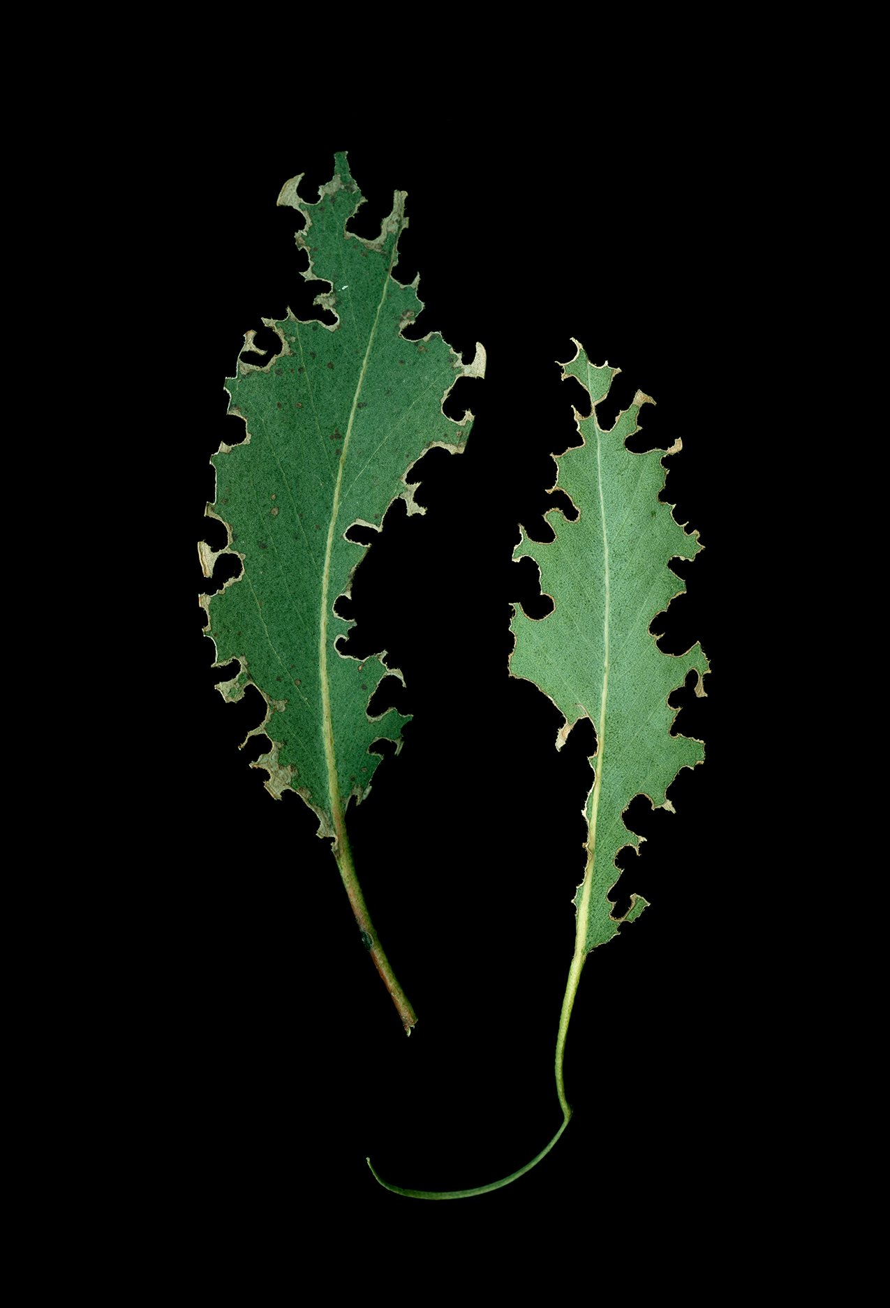 Two Blue Gum Eucalyptus leaves eaten on the edges by bugs against black