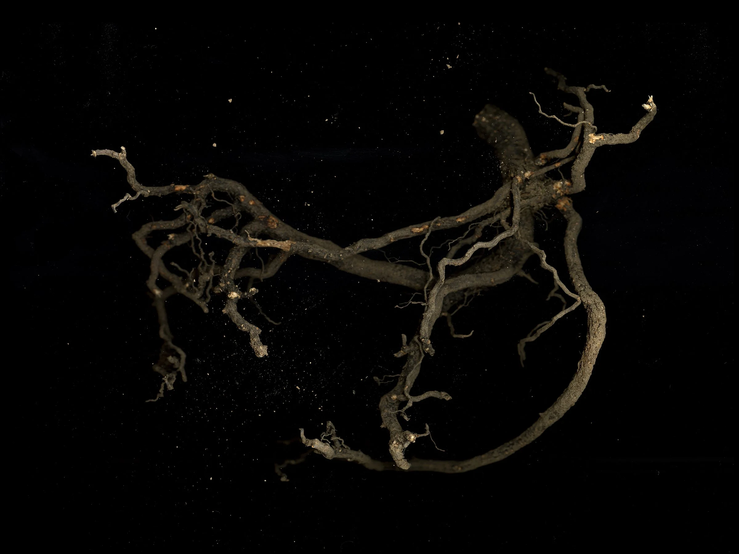 brown tree root against black