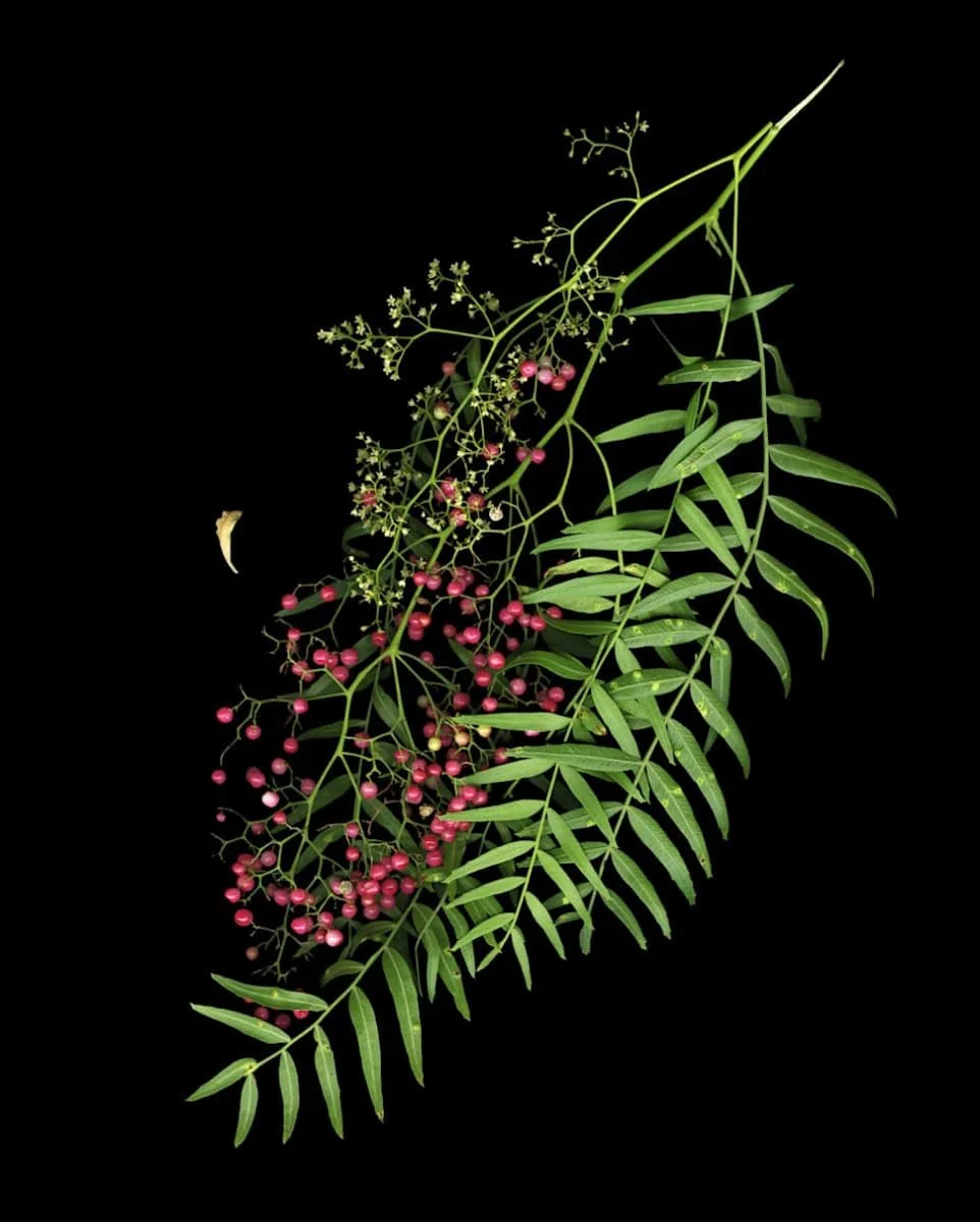 Untitled (Pink Pepper) 32x28" ed of 5 $4032