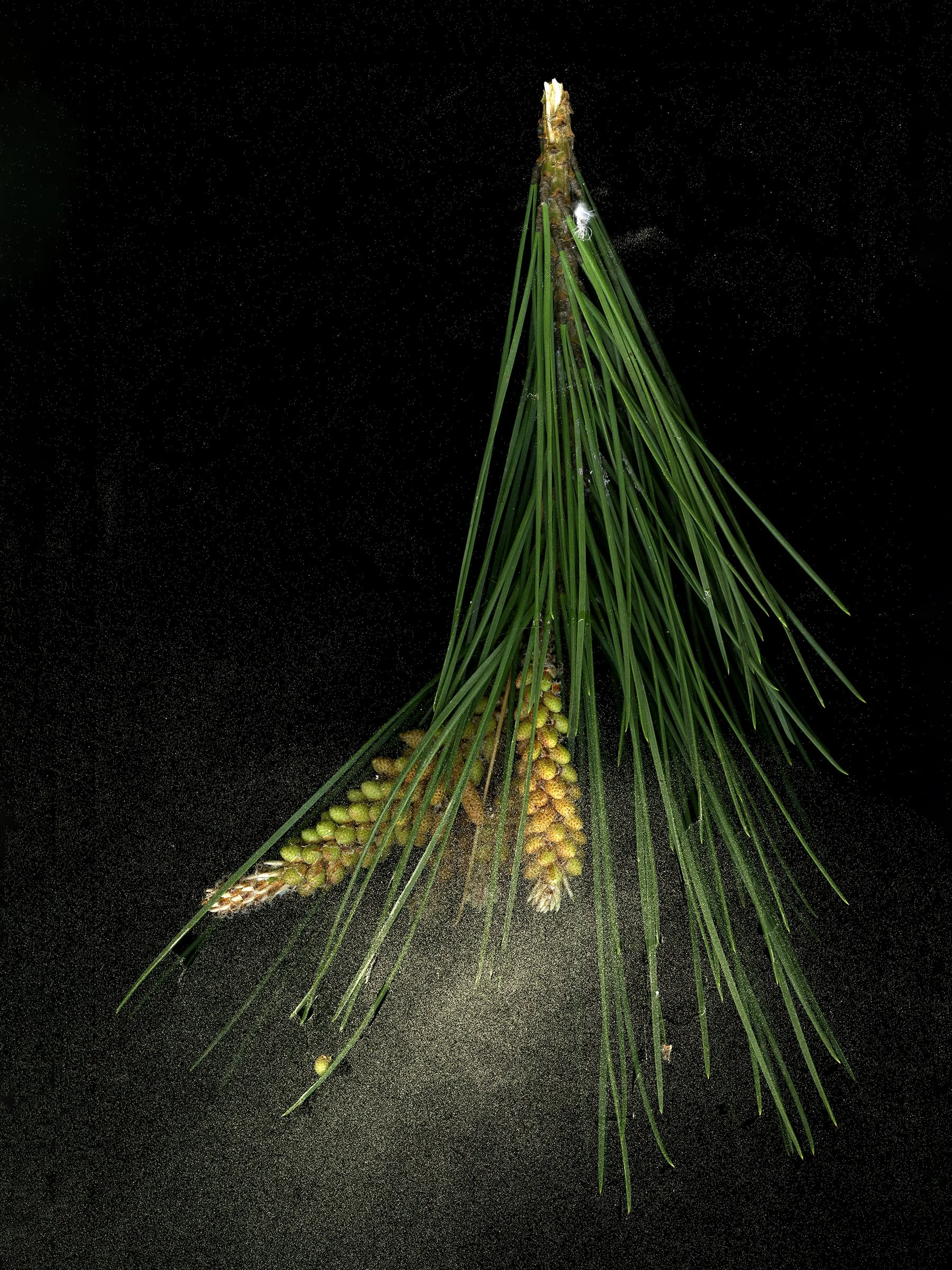 Aleppo pine needles and pollen against black