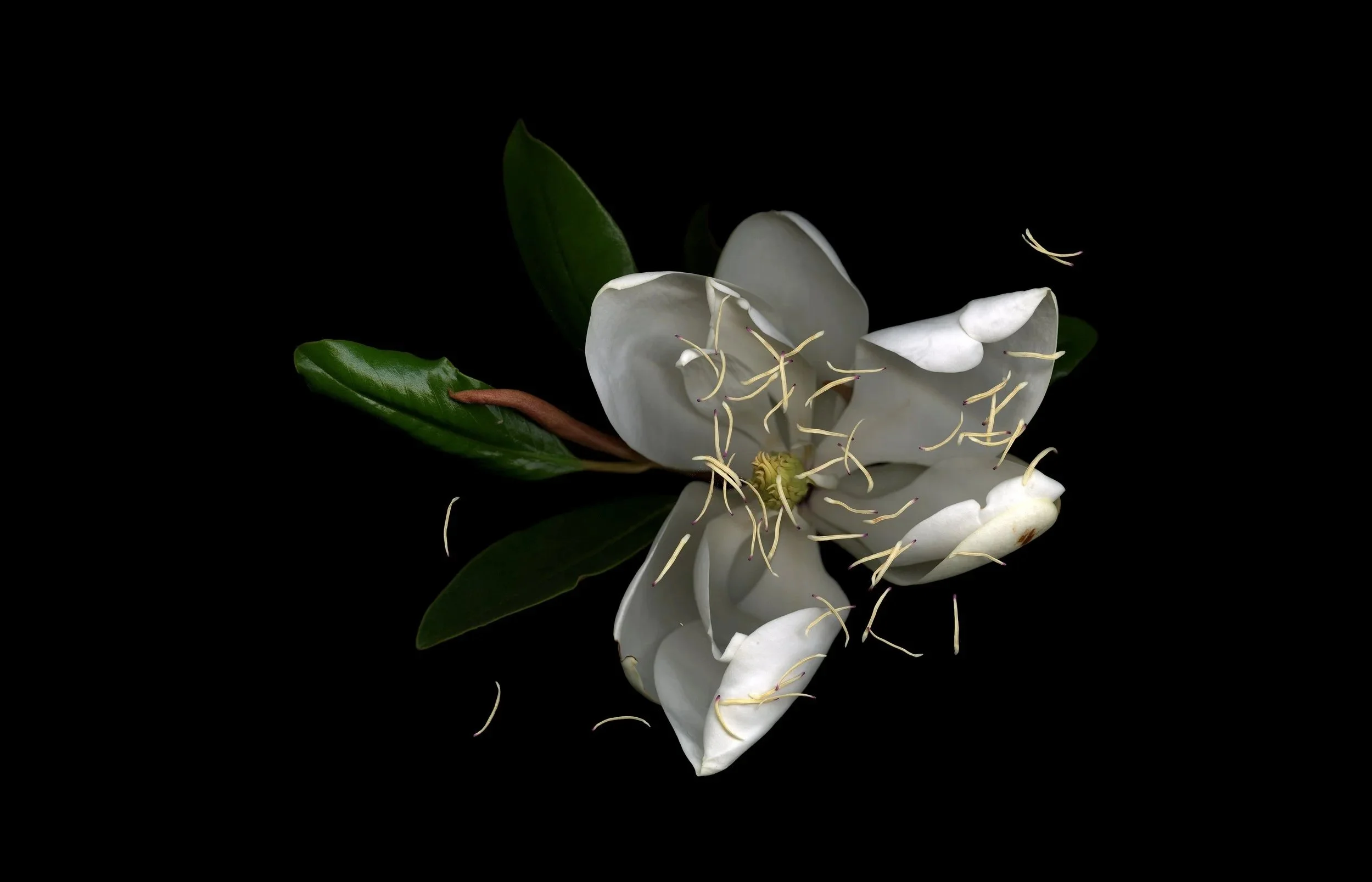 Untitled (Magnolia), 2021, 
Archival Pigment Print
30 × 40”, ed of 5, Inquire for pricing