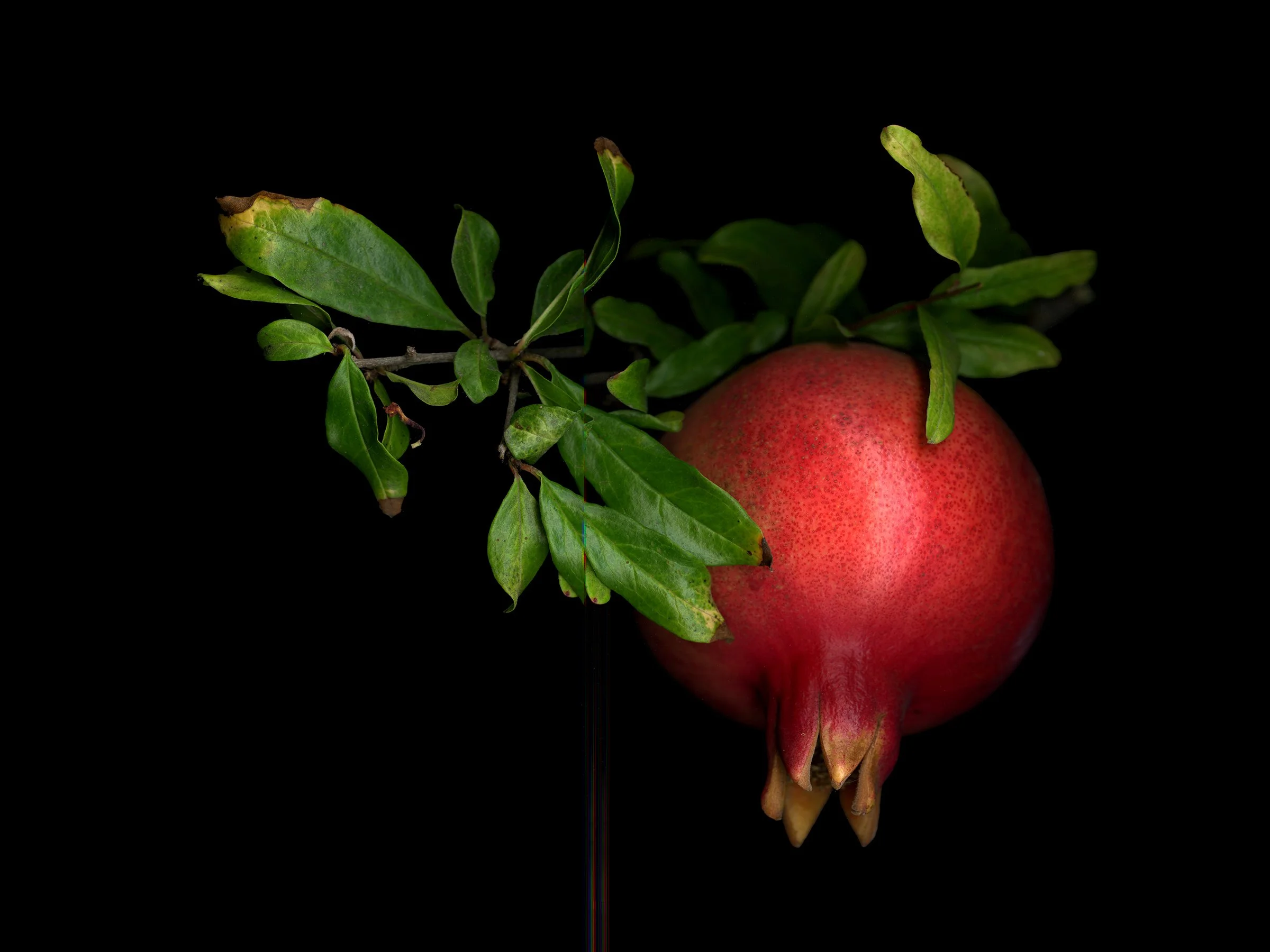 pomegranate with green leaves against black