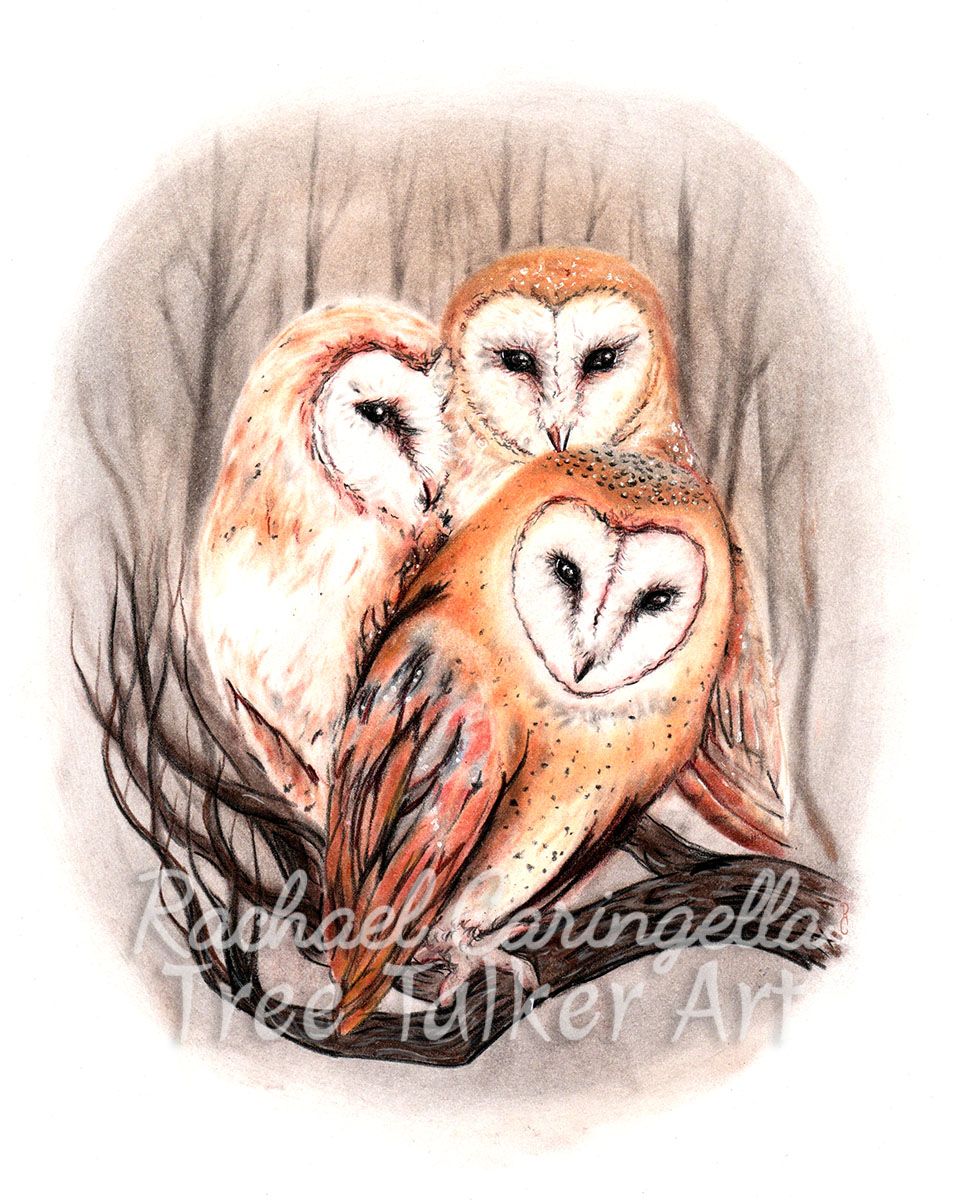 Barn Owls Art | Tree Talker Art | Rachael Caringella