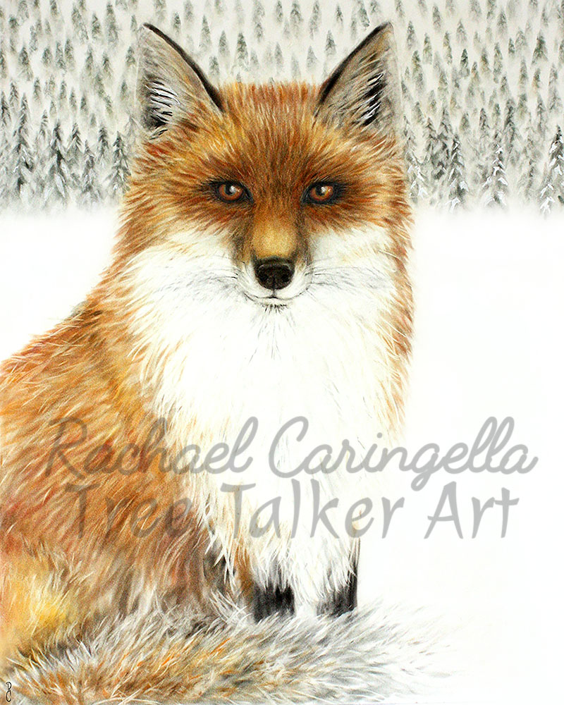 Red Fox Art | Tree Talker Art | Rachael Caringella