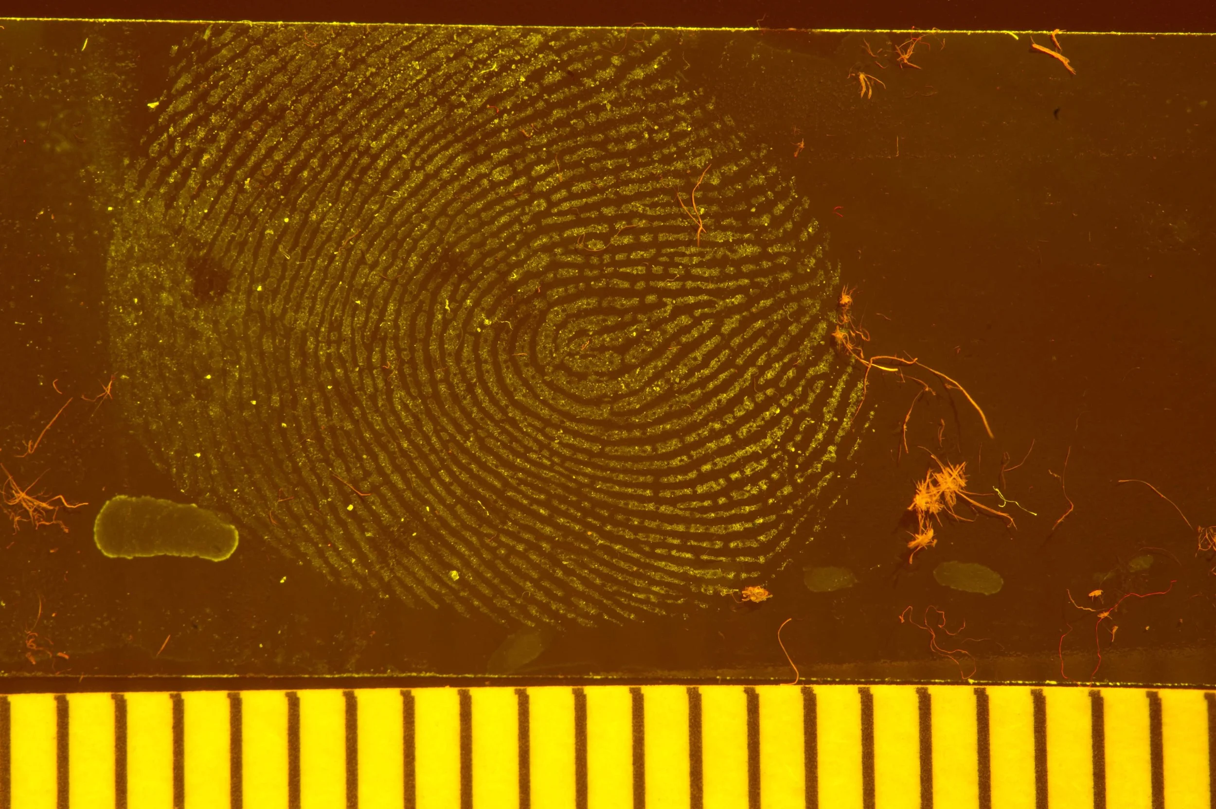 Latent on Electrical Tape - CA-Basic Yellow - CSS.jpg