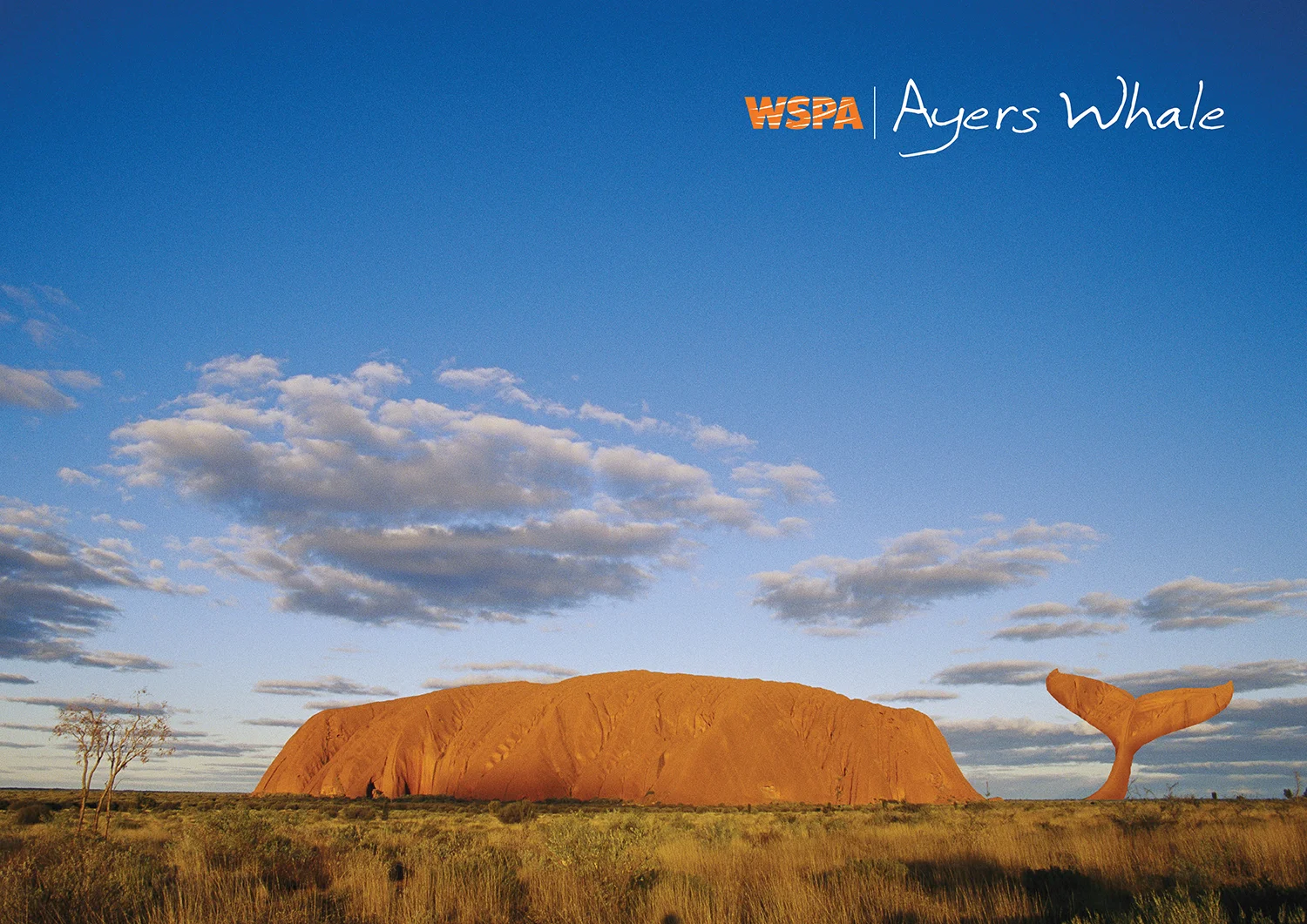 Ayers whale-new web.jpg