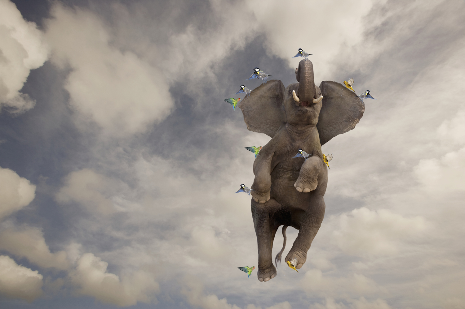 elephant SQ.jpg
