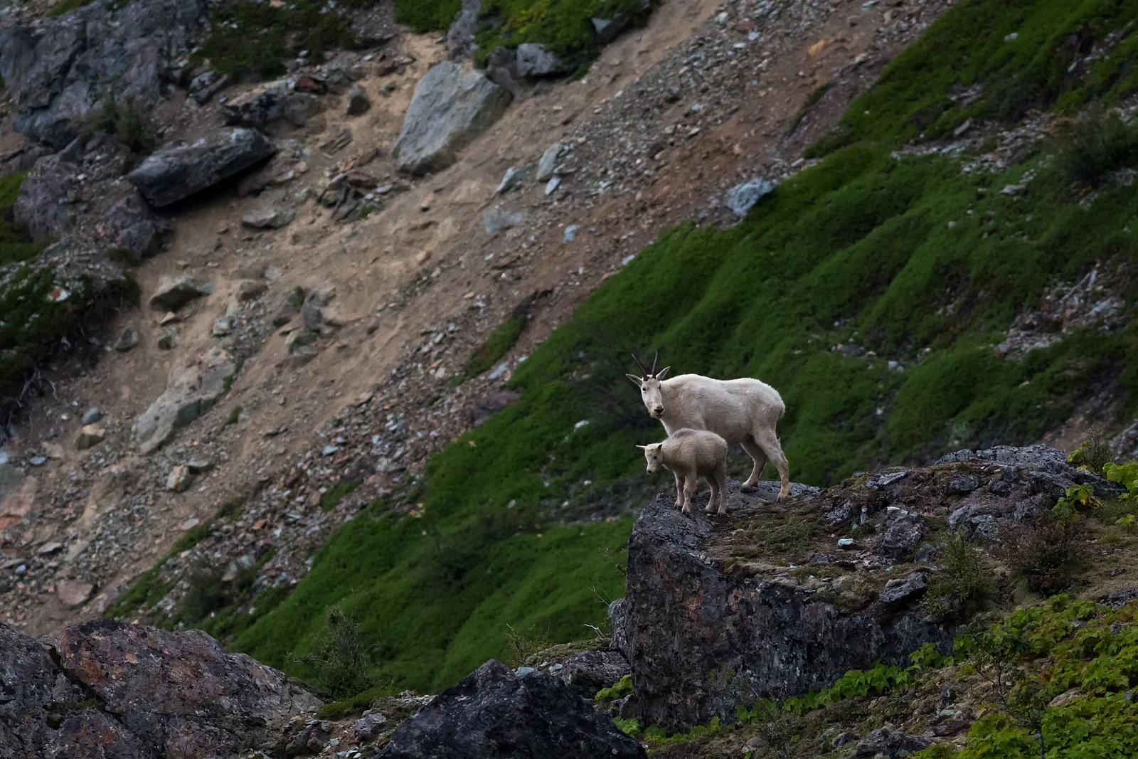 Mountain Goat with a kid on Mount Si.